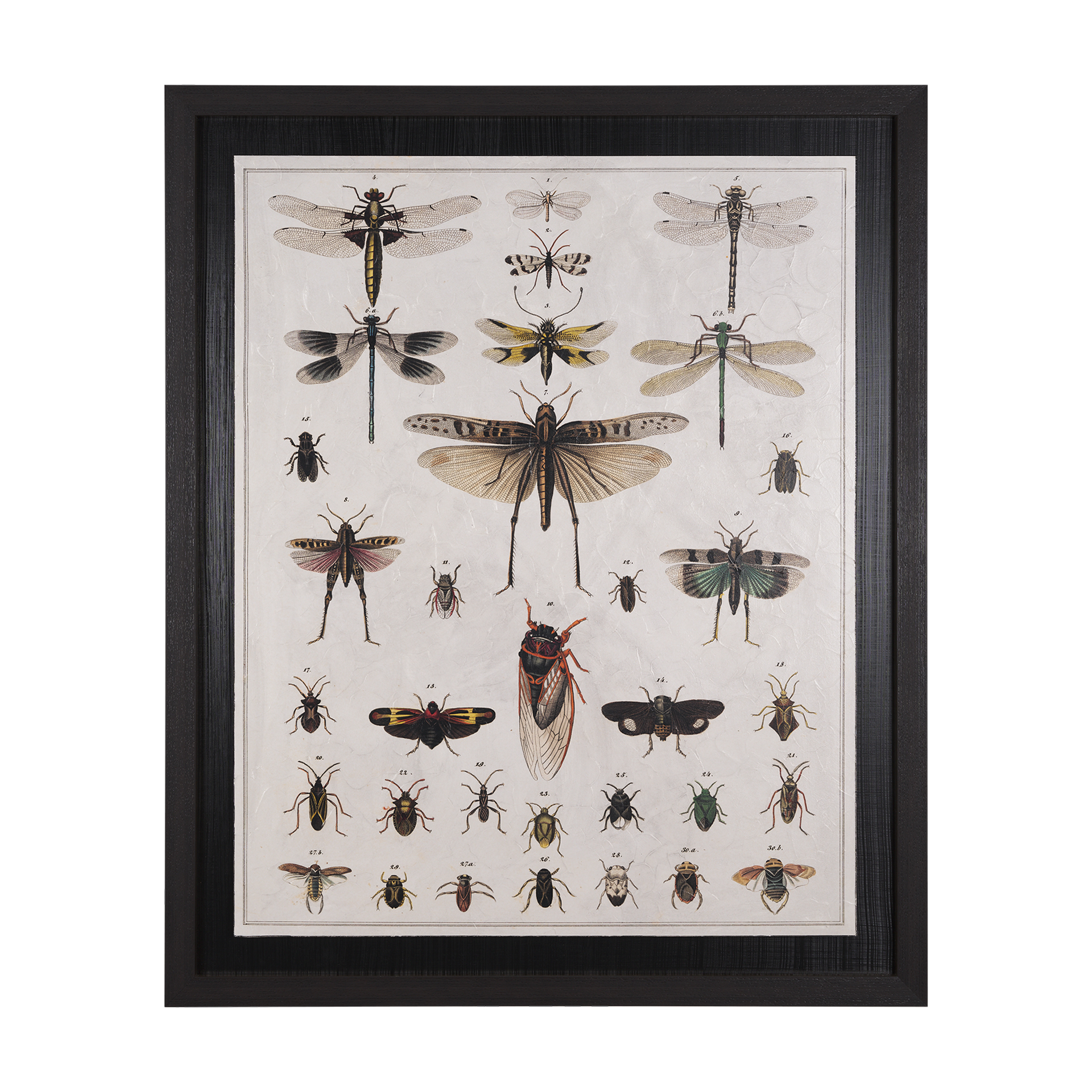 Custom Dragonfly Display (MC) (42 x 51)