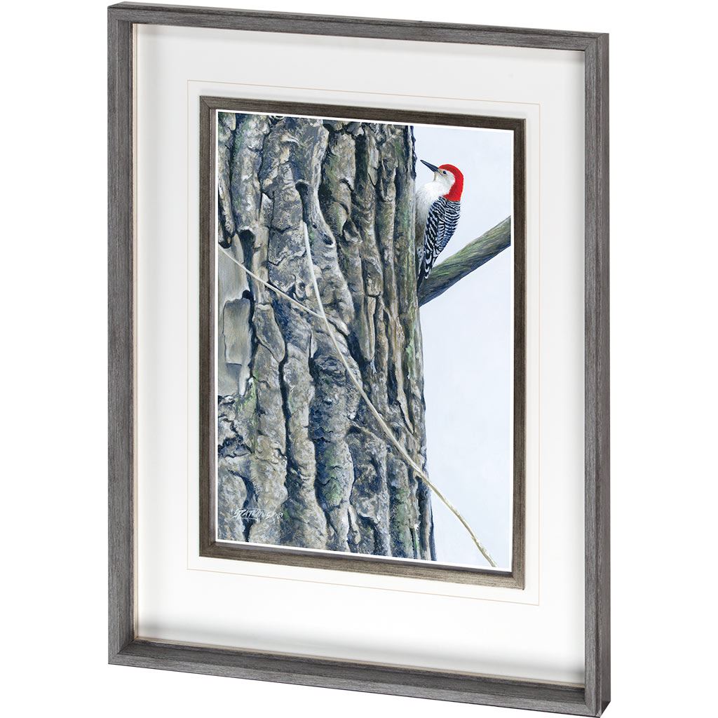 Red Bellied Woodpecker II (30 x 26)