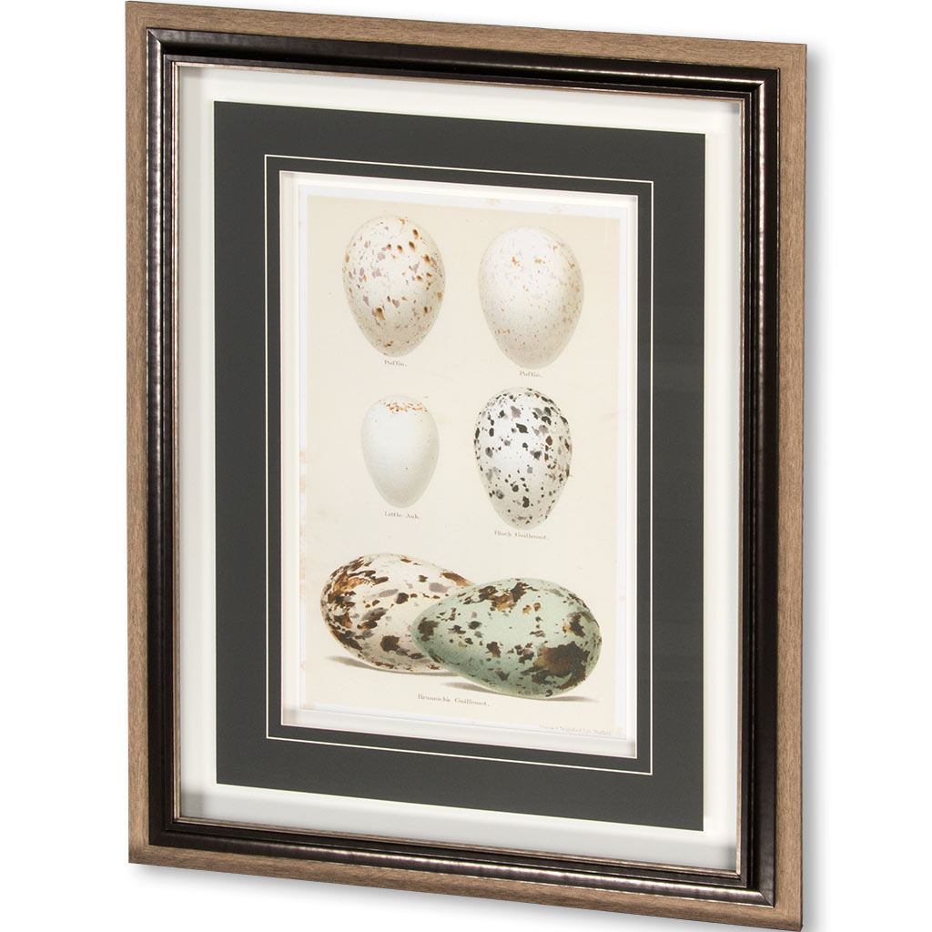 Antique Bird Egg Study II (32 x 42)