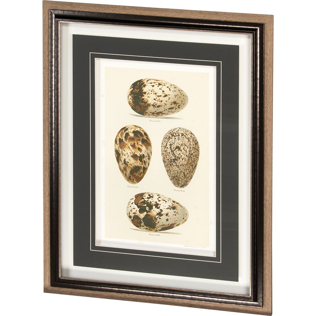 Antique Bird Egg Study VI (32 x 42)