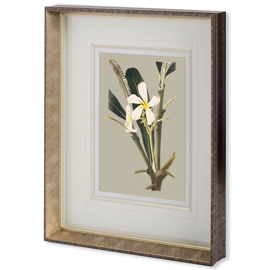 Custom Botanical Cabinet IV (MC) (23 x 28)