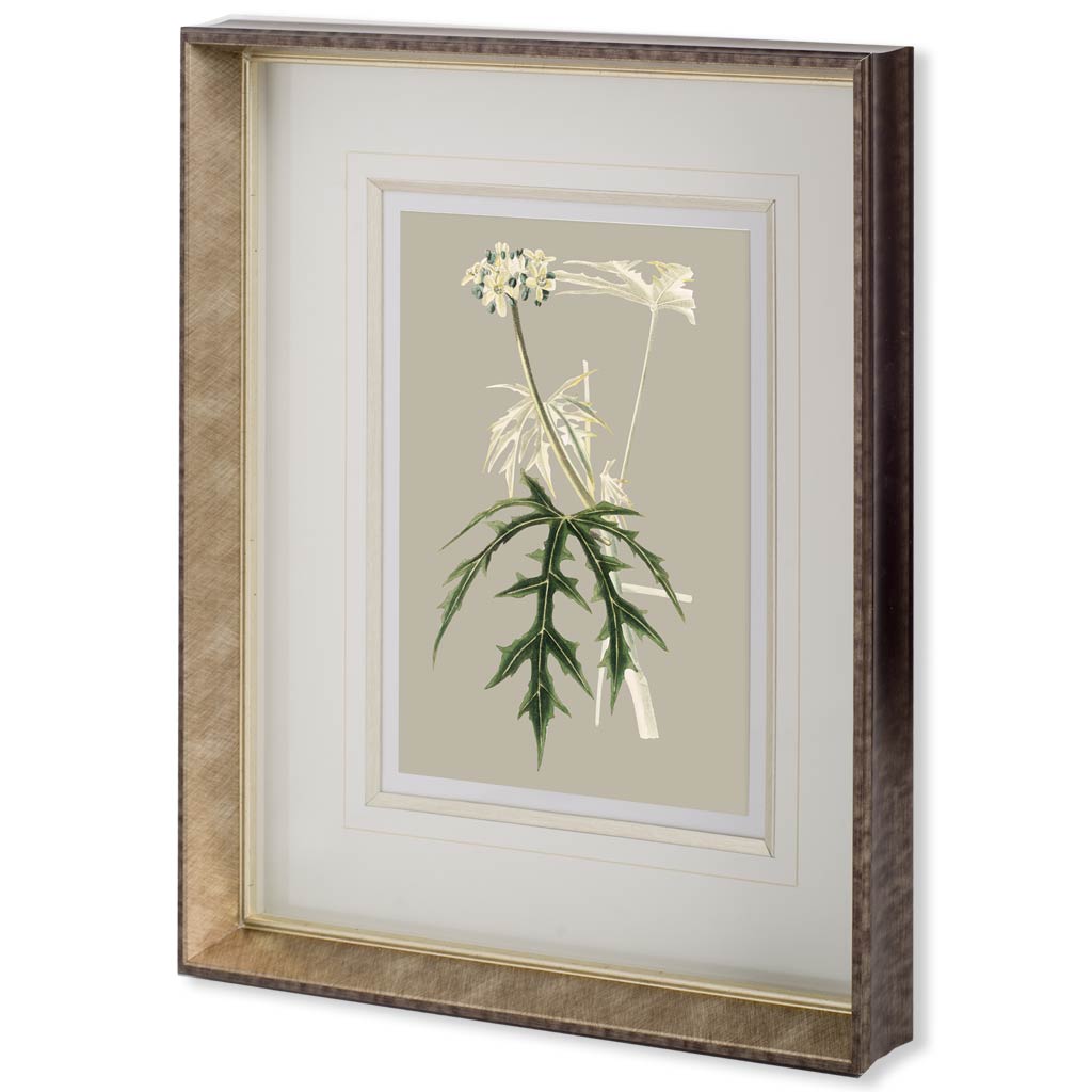 Custom Botanical Cabinet V (MC) (23 x 28)