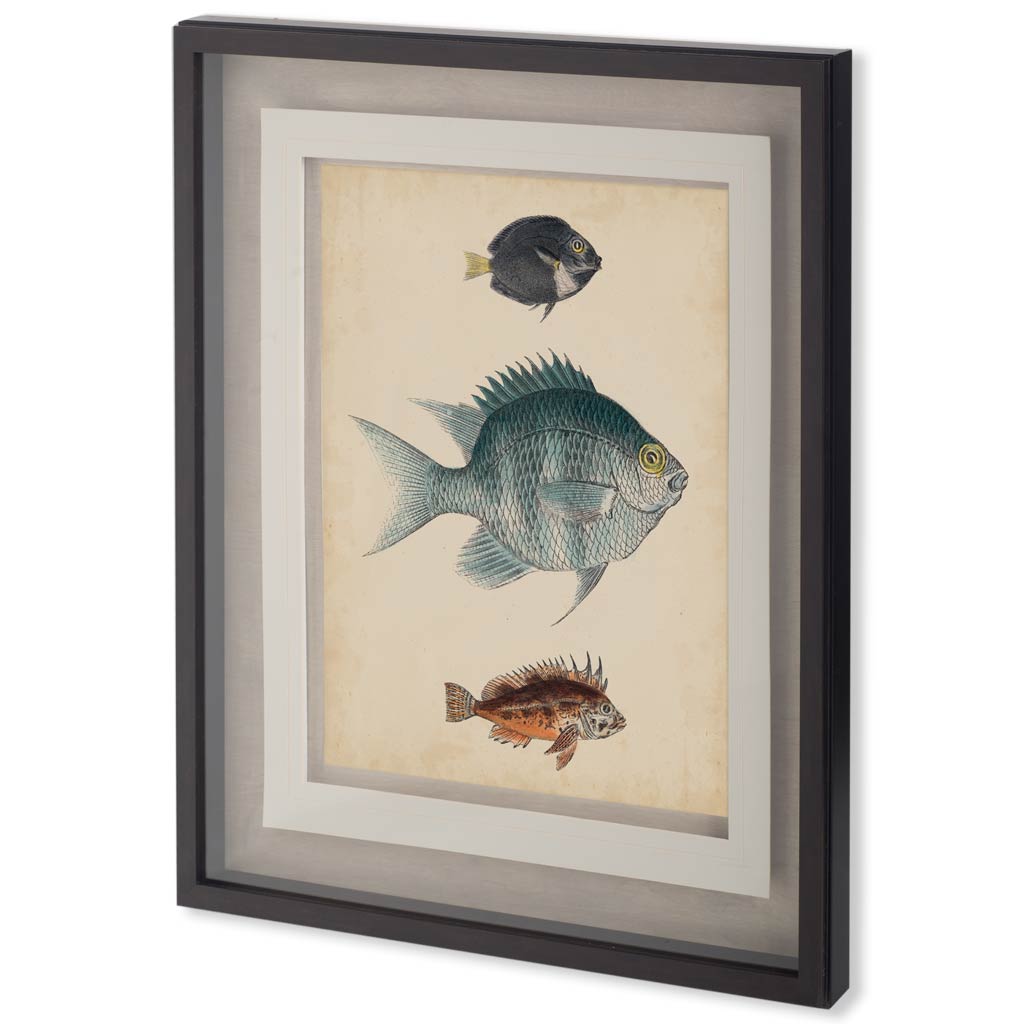 Antique Fish Species III (37 x 32)