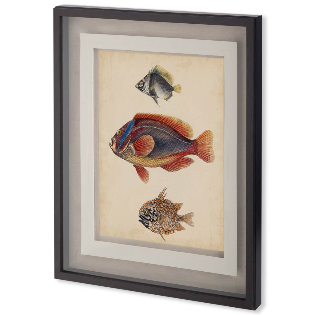 Antique Fish Species IV (37 x 32)