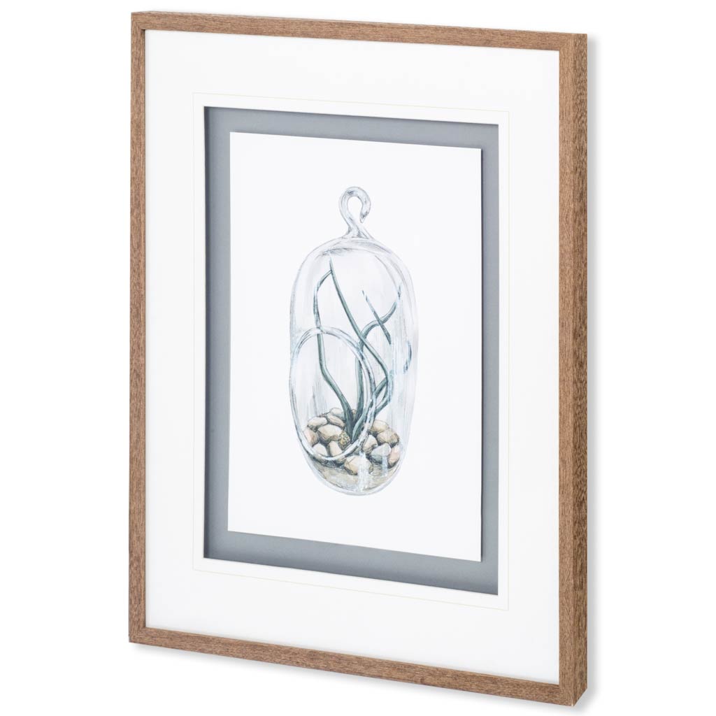 Air Plant 1 (31 x 35)