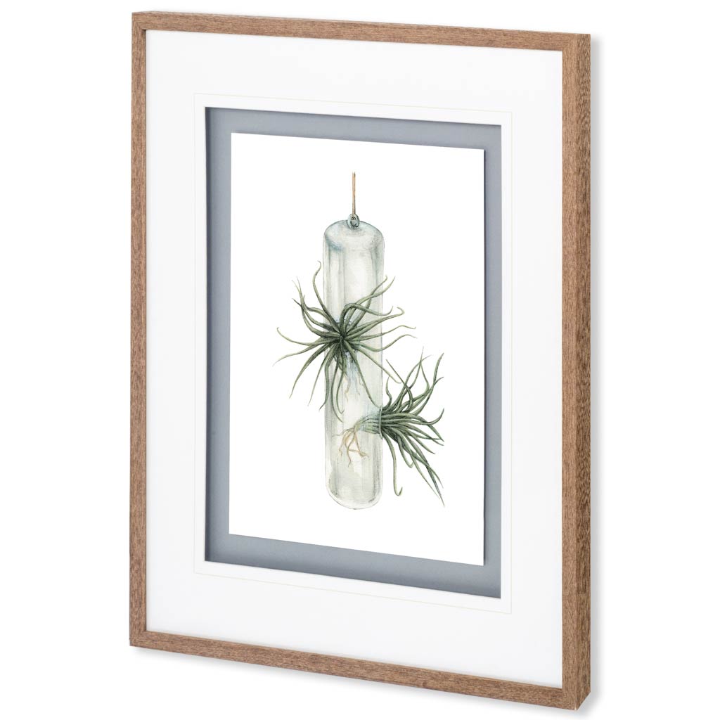 Air Plant 5 (31 x 35)