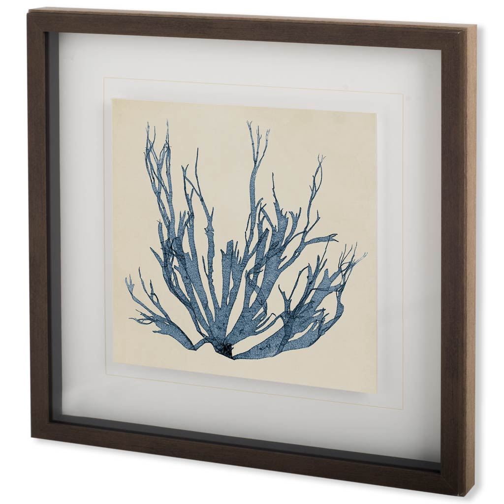 Coastal Seaweed I (26 x 26)