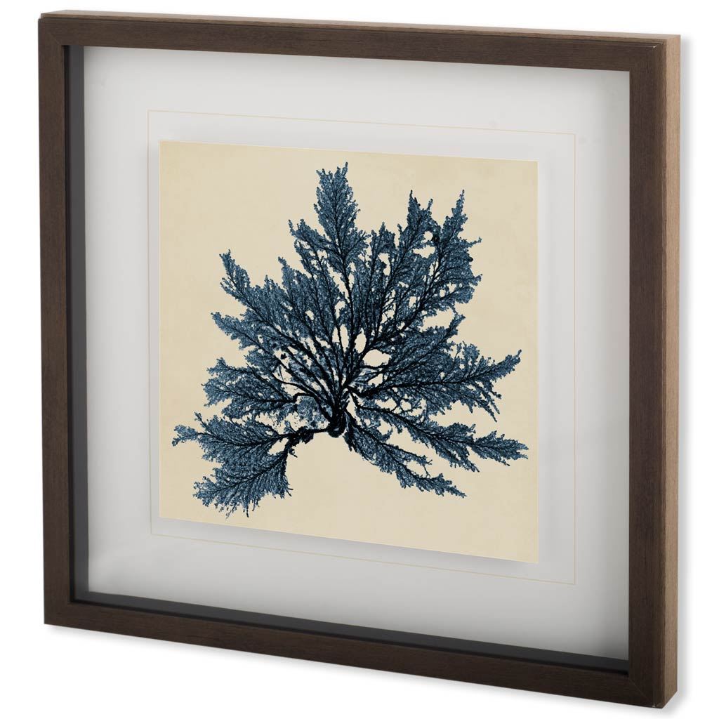 Coastal Seaweed IX (26 x 26)