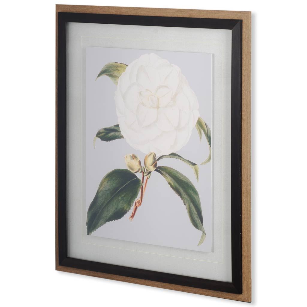 Camellia Japonica I (43 x 37)