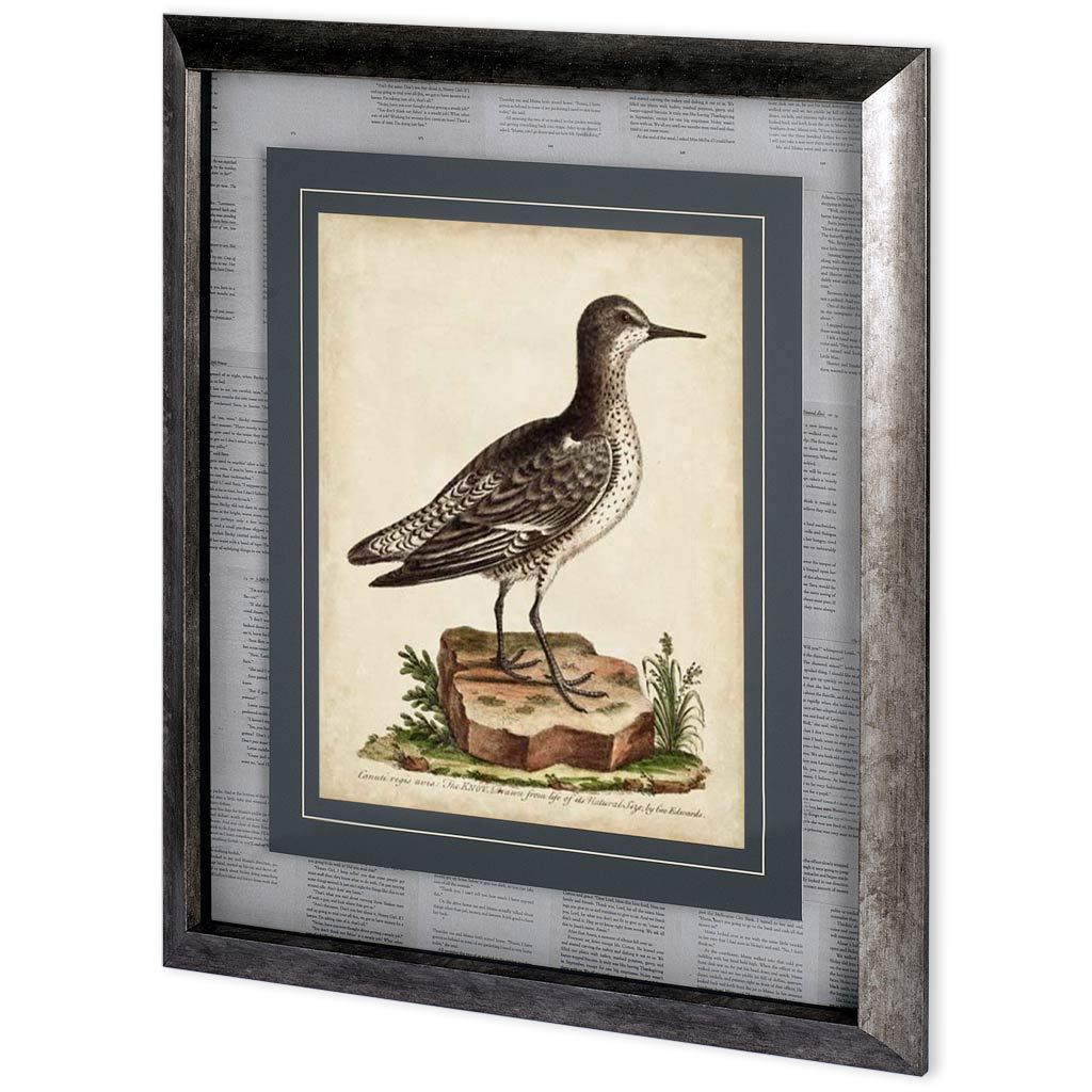 Antique Bird Menagerie V (28 x 32)