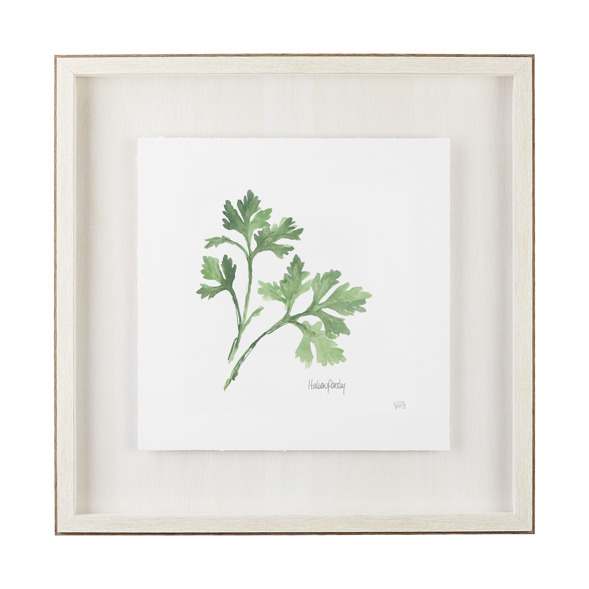 Italian Parsley v2 (23 x 23)