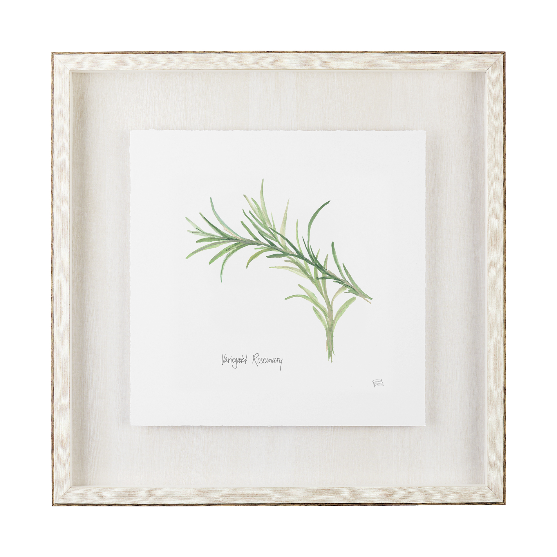 Variegated Rosemary v2 (23 x 23)