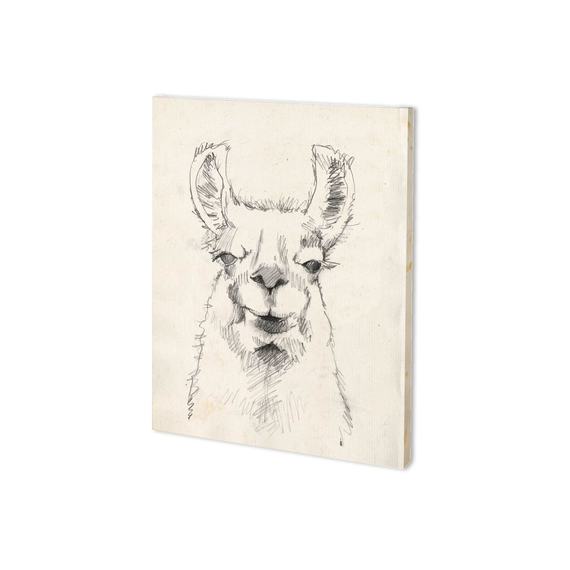 Llama Portrait II (28 x 35)