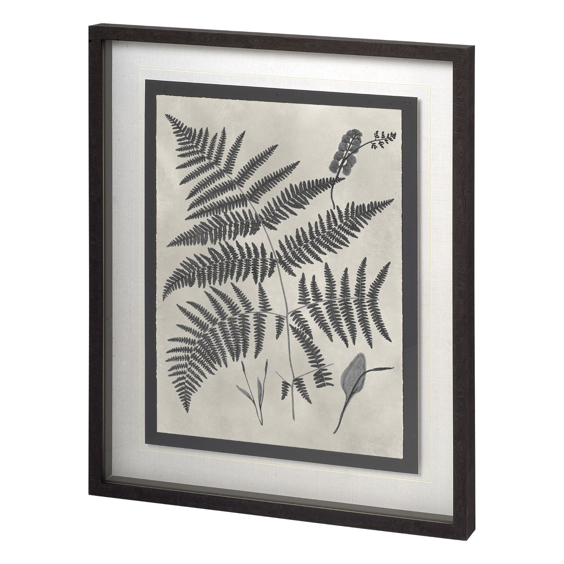 Vintage Fern Study IV (27 x 33)