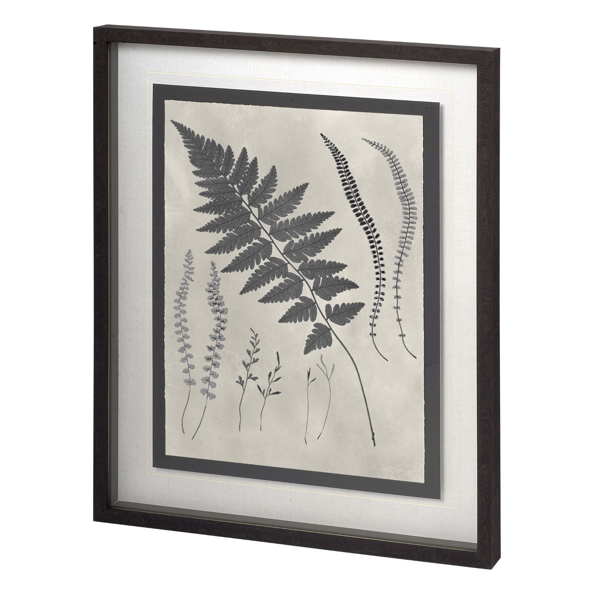 Vintage Fern Study II (27 x 33)