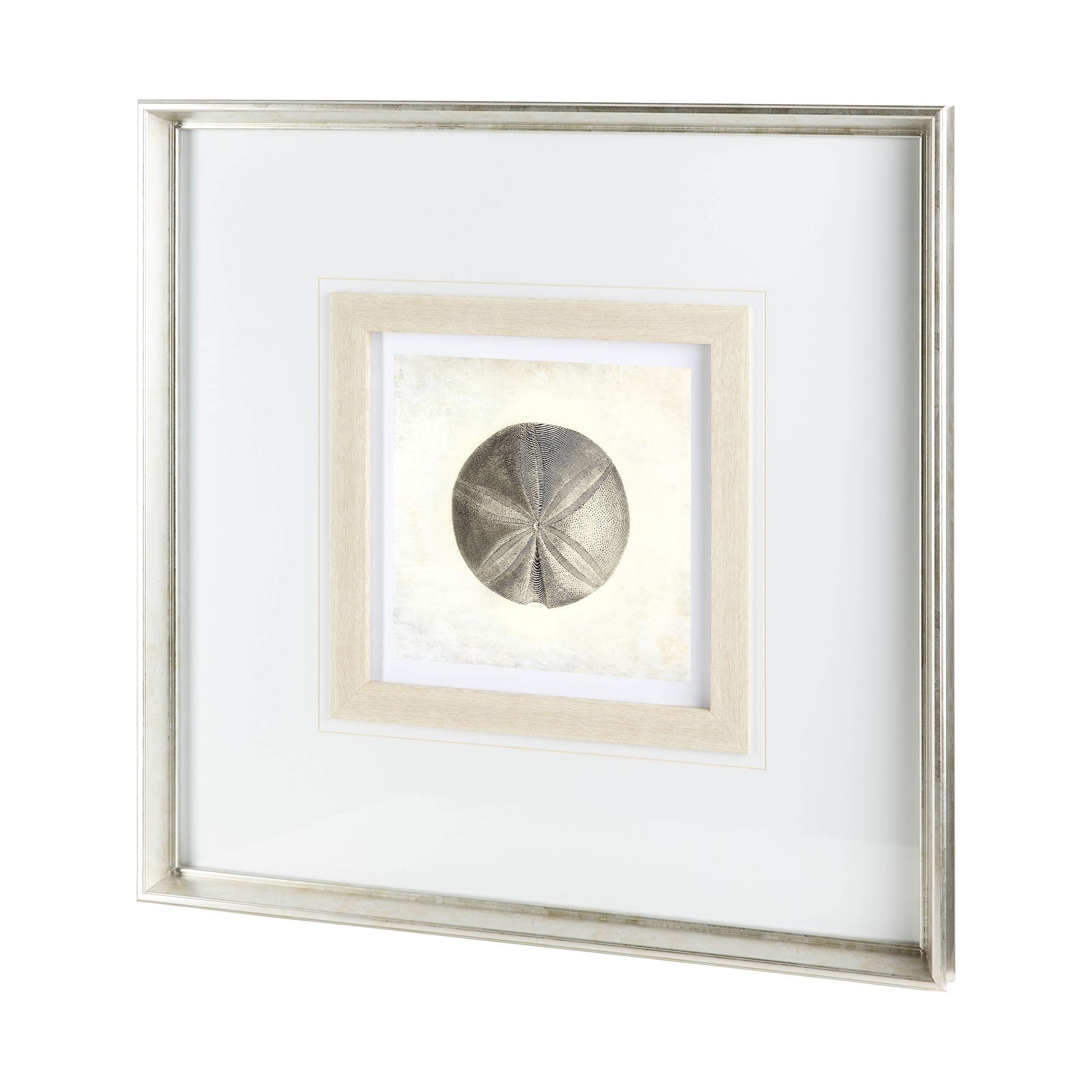 Vintage Sand Dollar (32 x 32)