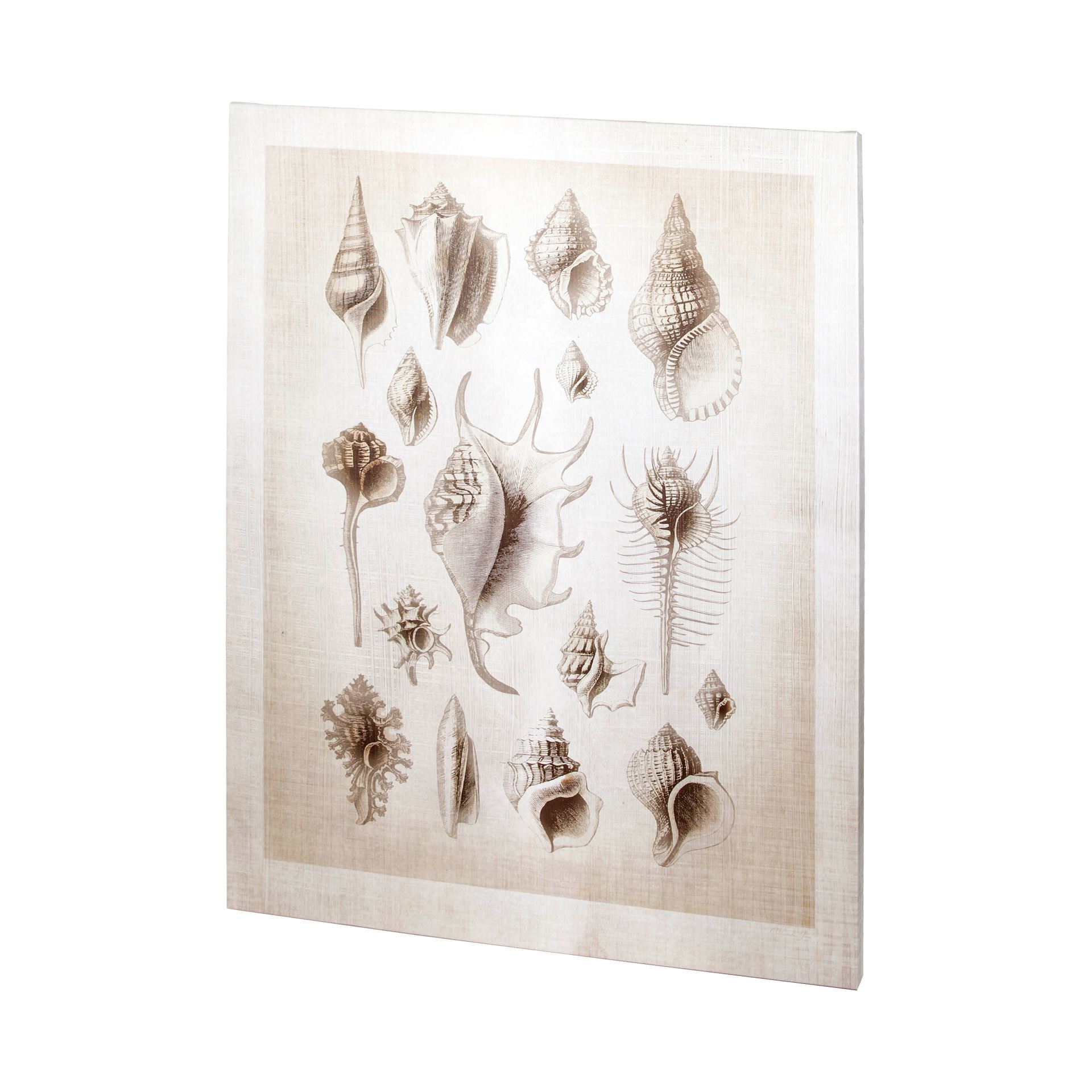 Ocean Shell Coll II (44 x 50)