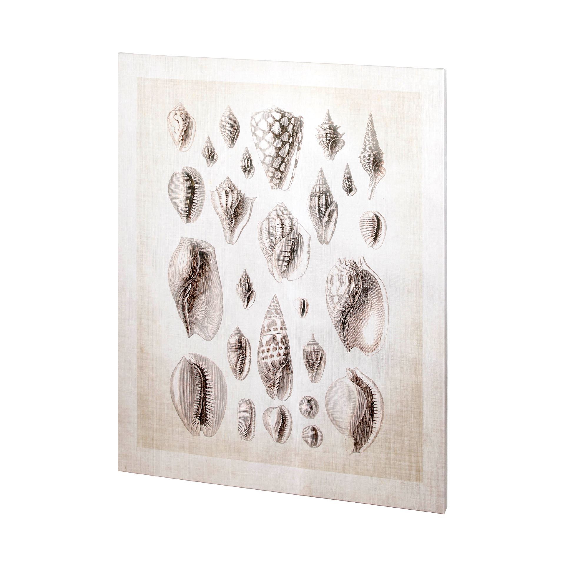 Ocean Shell Coll I (44 x 50)