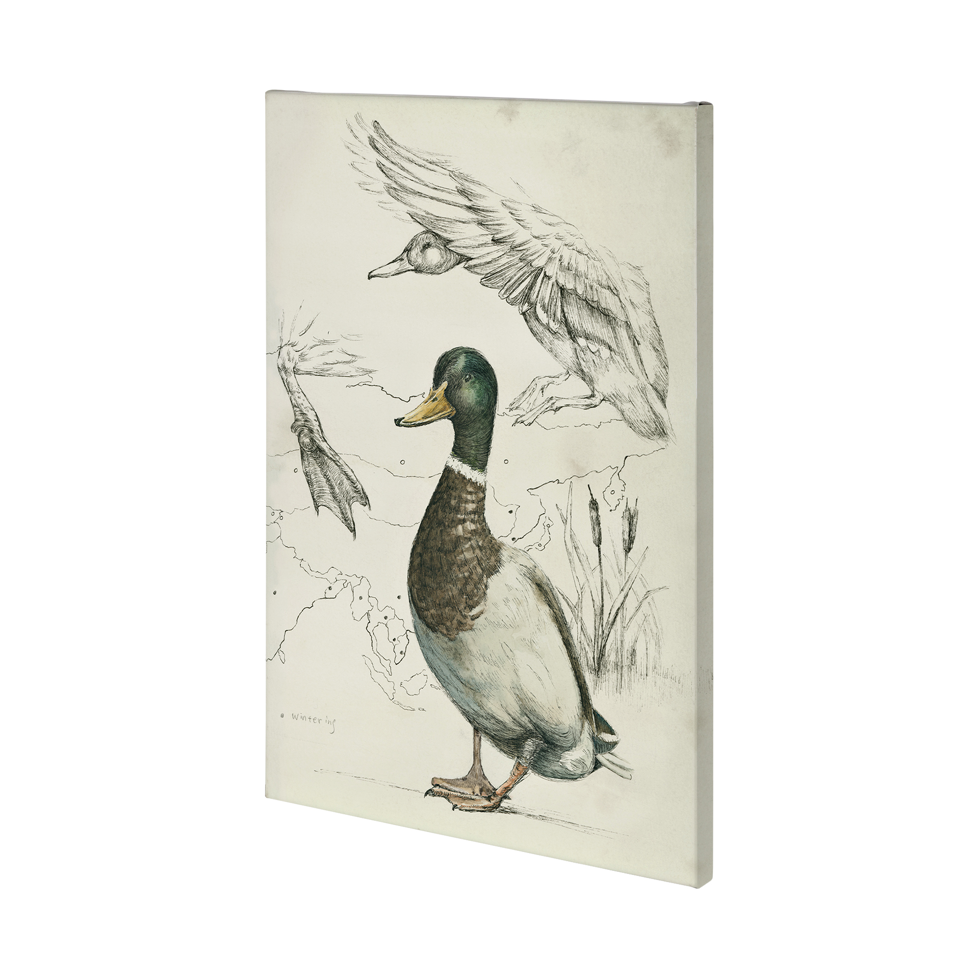 Duck Study II (36 x 54)