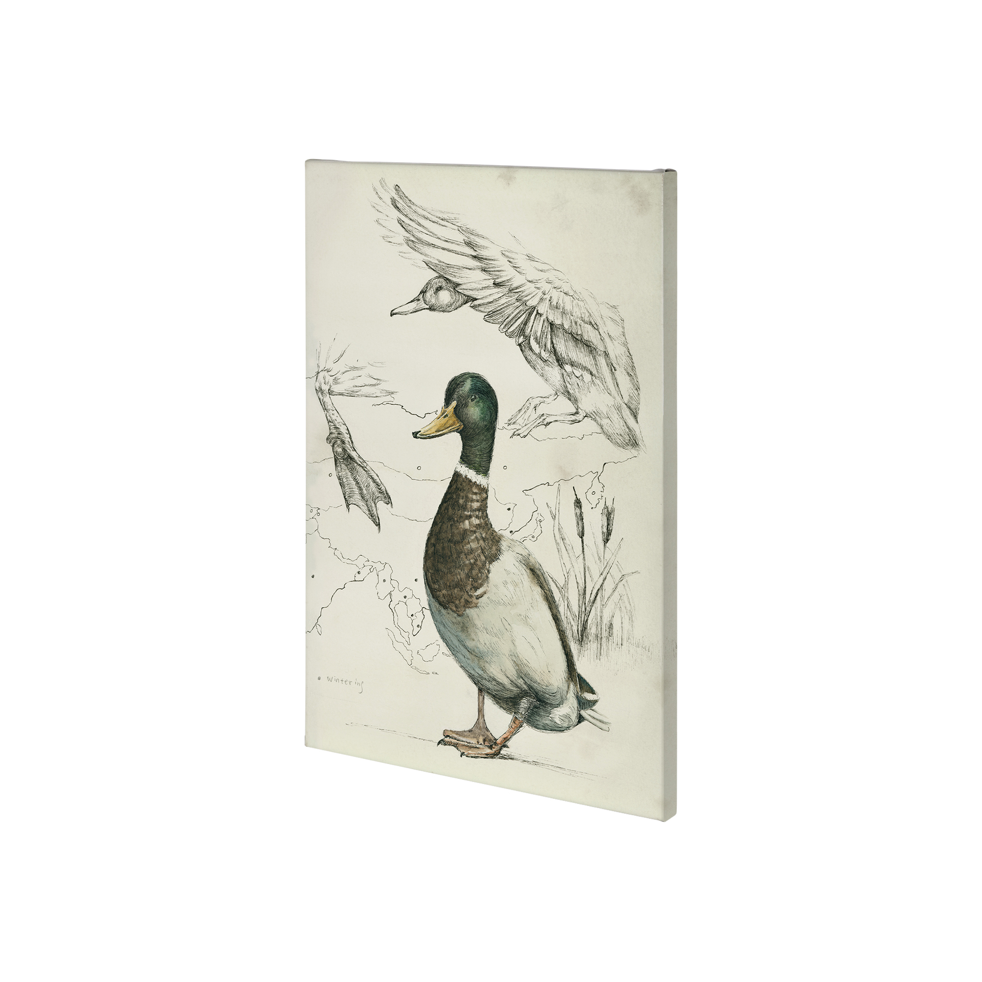 Duck Study II (28 x 42)