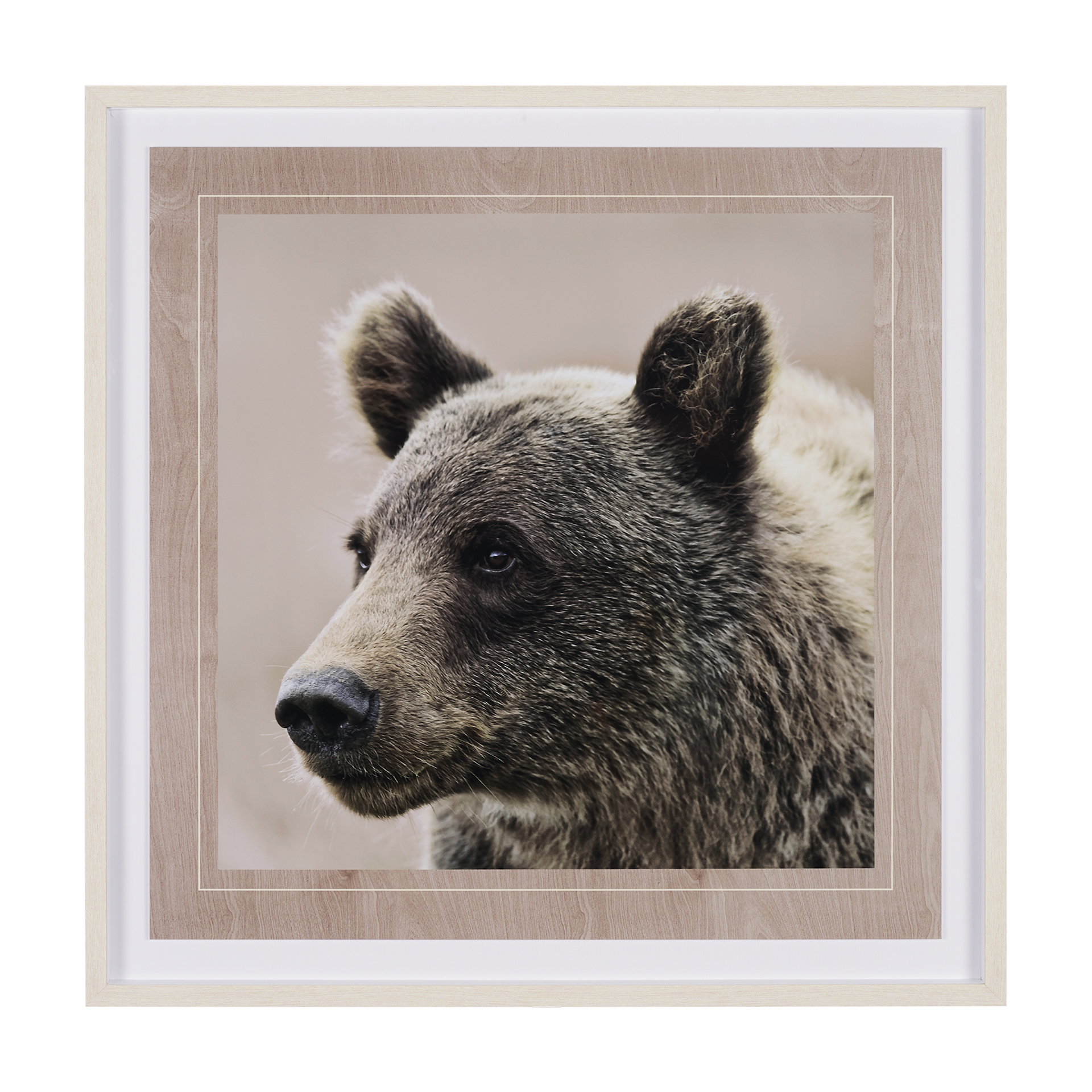 Bear Focus - Hush (41 x 41)