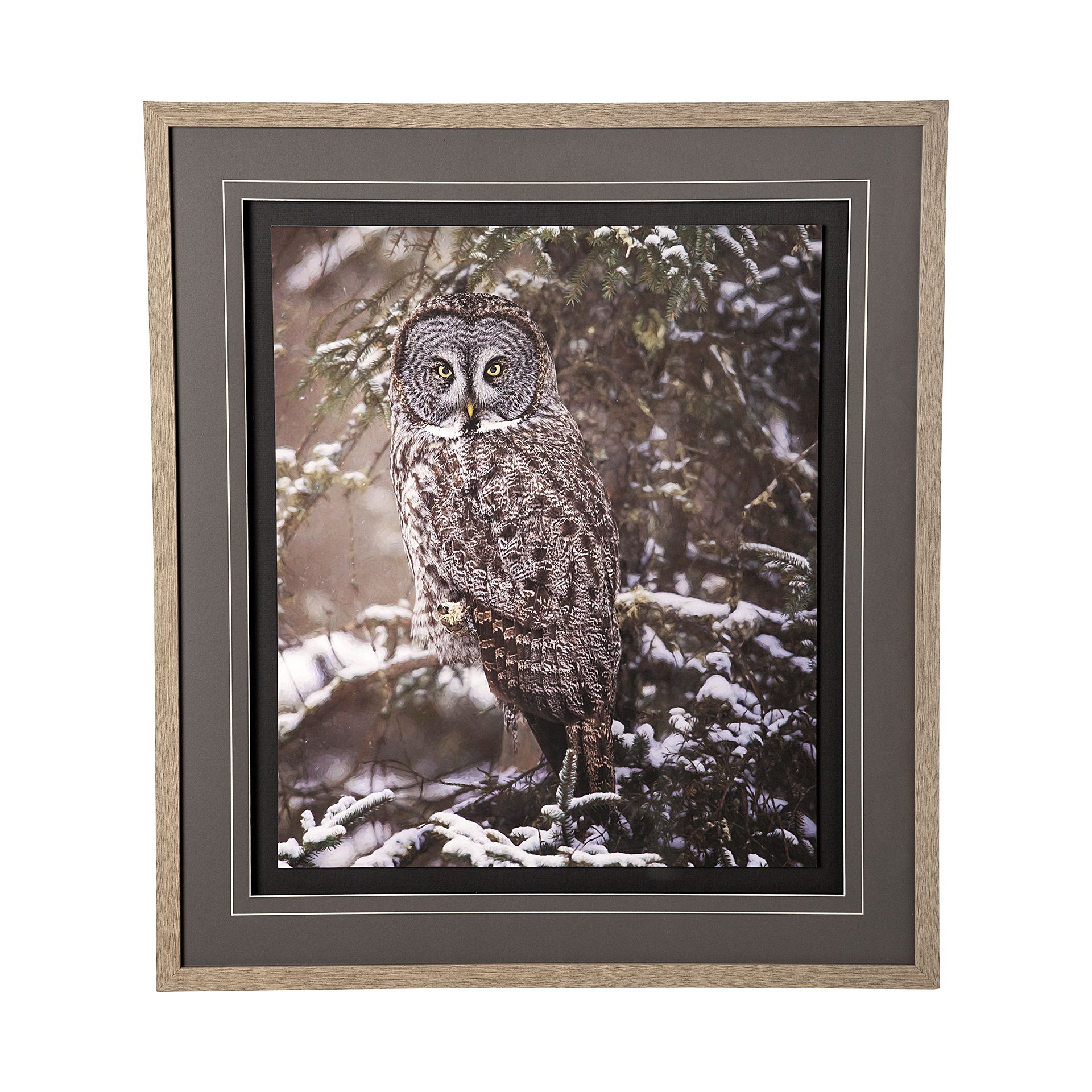 Owl in the Snow  (31 x 35)