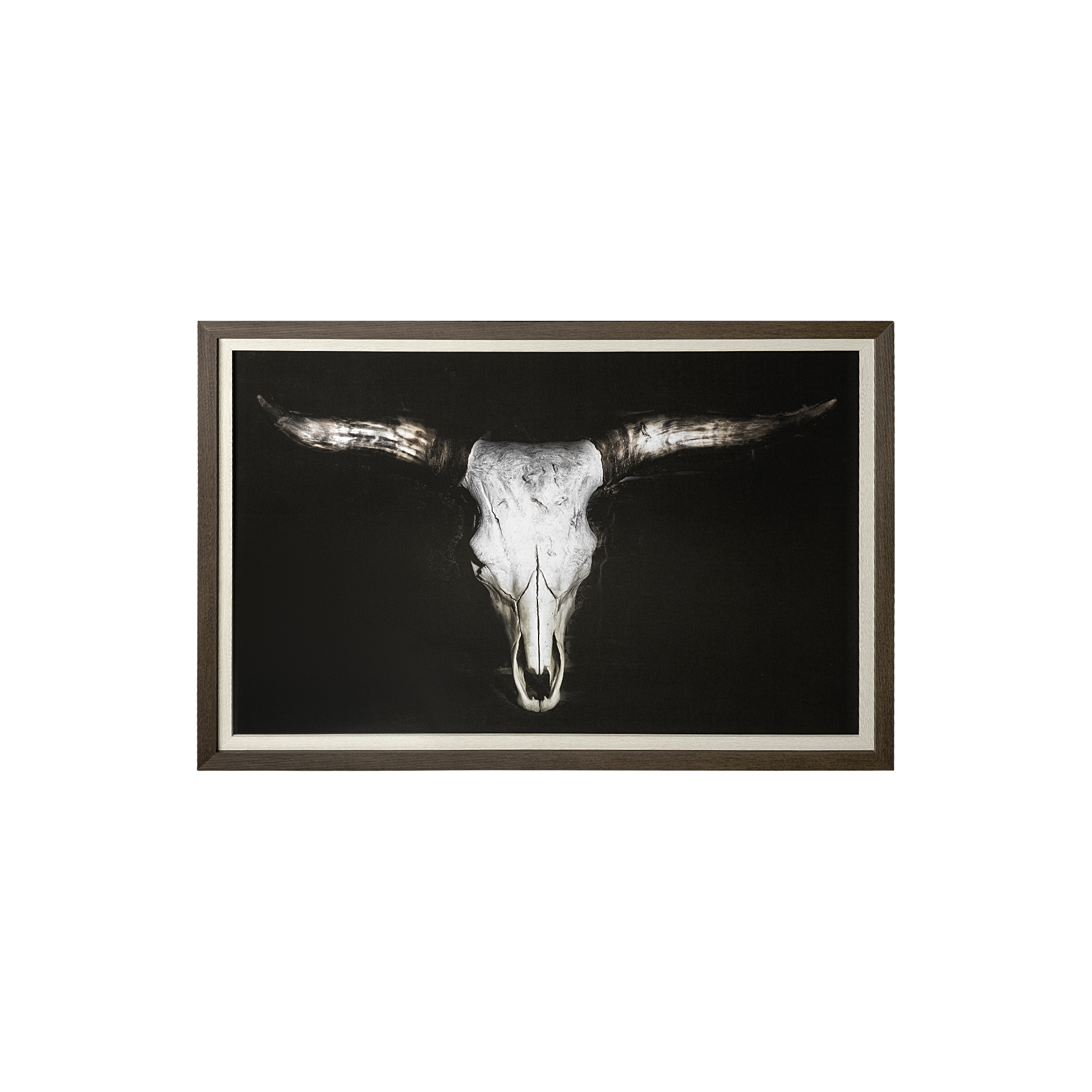 Cow Skull (63 x 43)