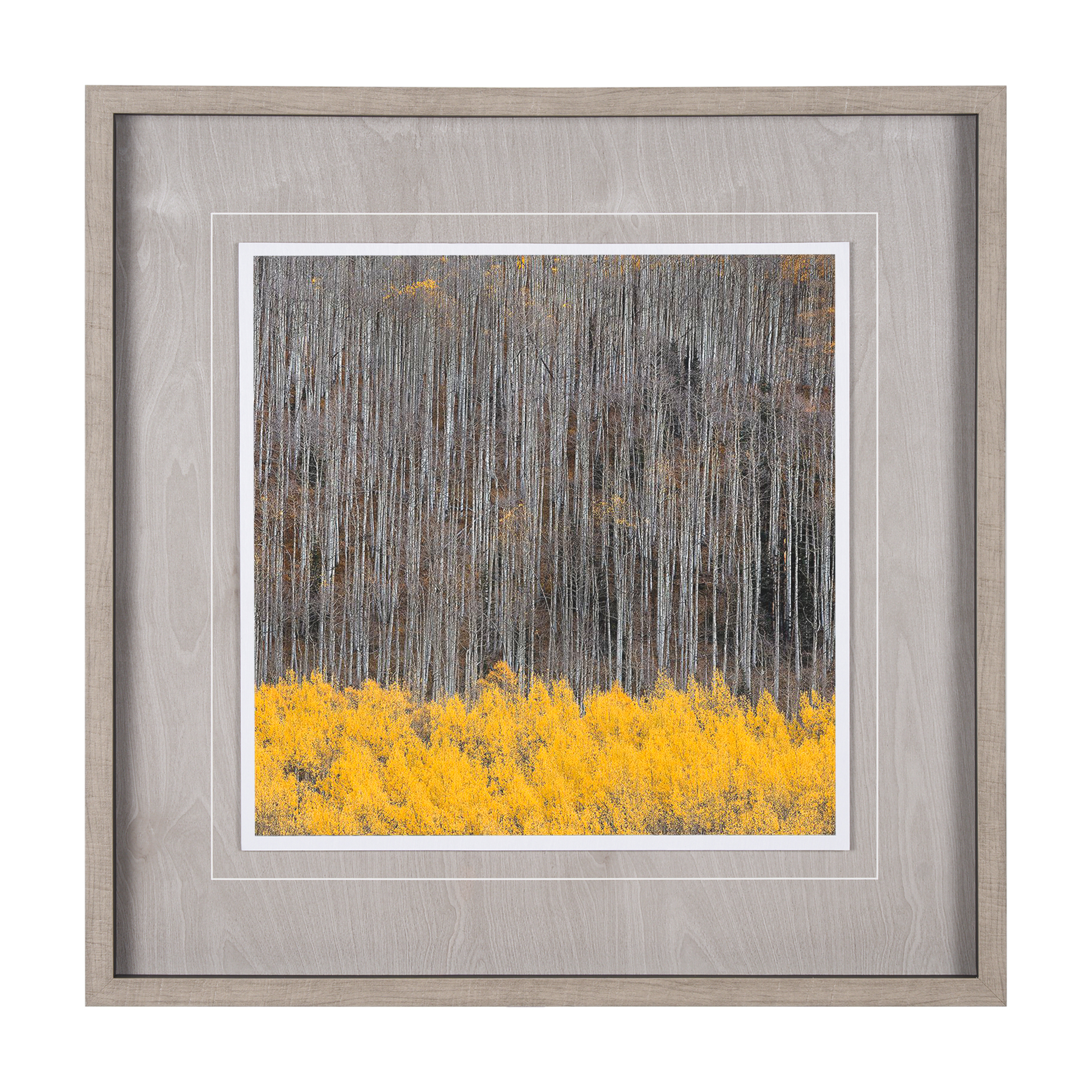 Aspen Trees 4 (32 x 32)