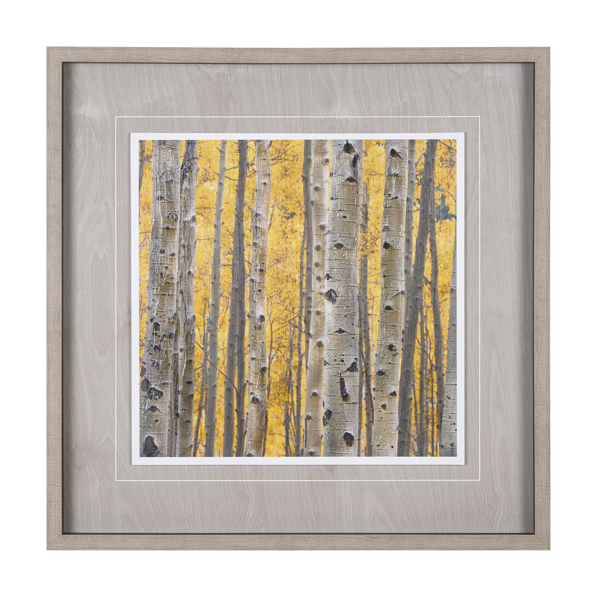 Aspen Trees 3 (32 x 32)