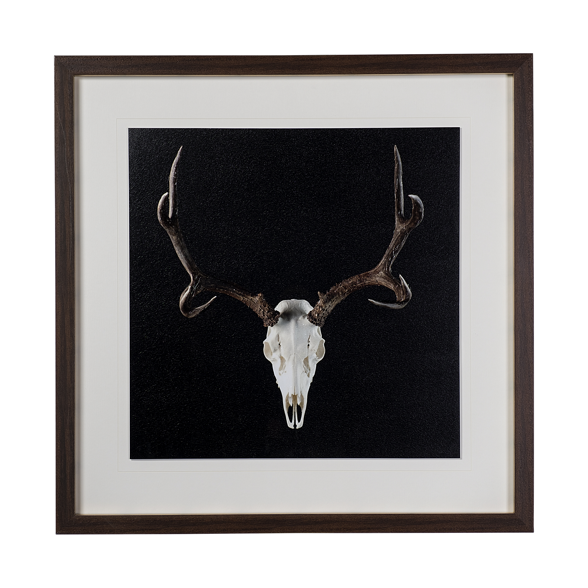 Deer Skull (43 x 43)