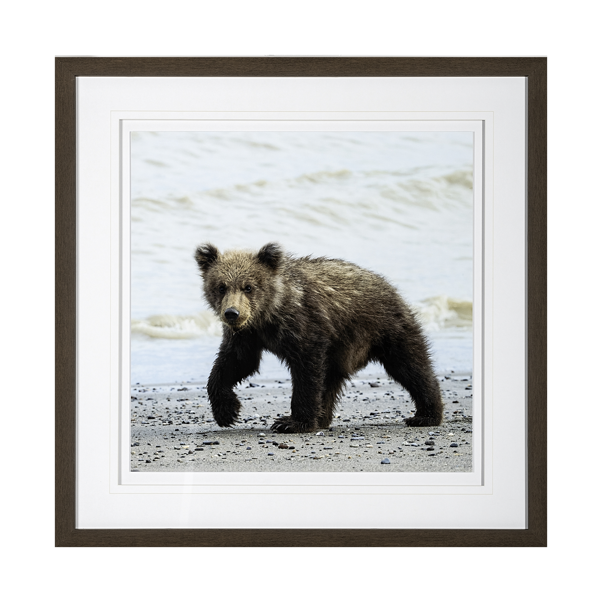 Curious Cub (43 x 43)