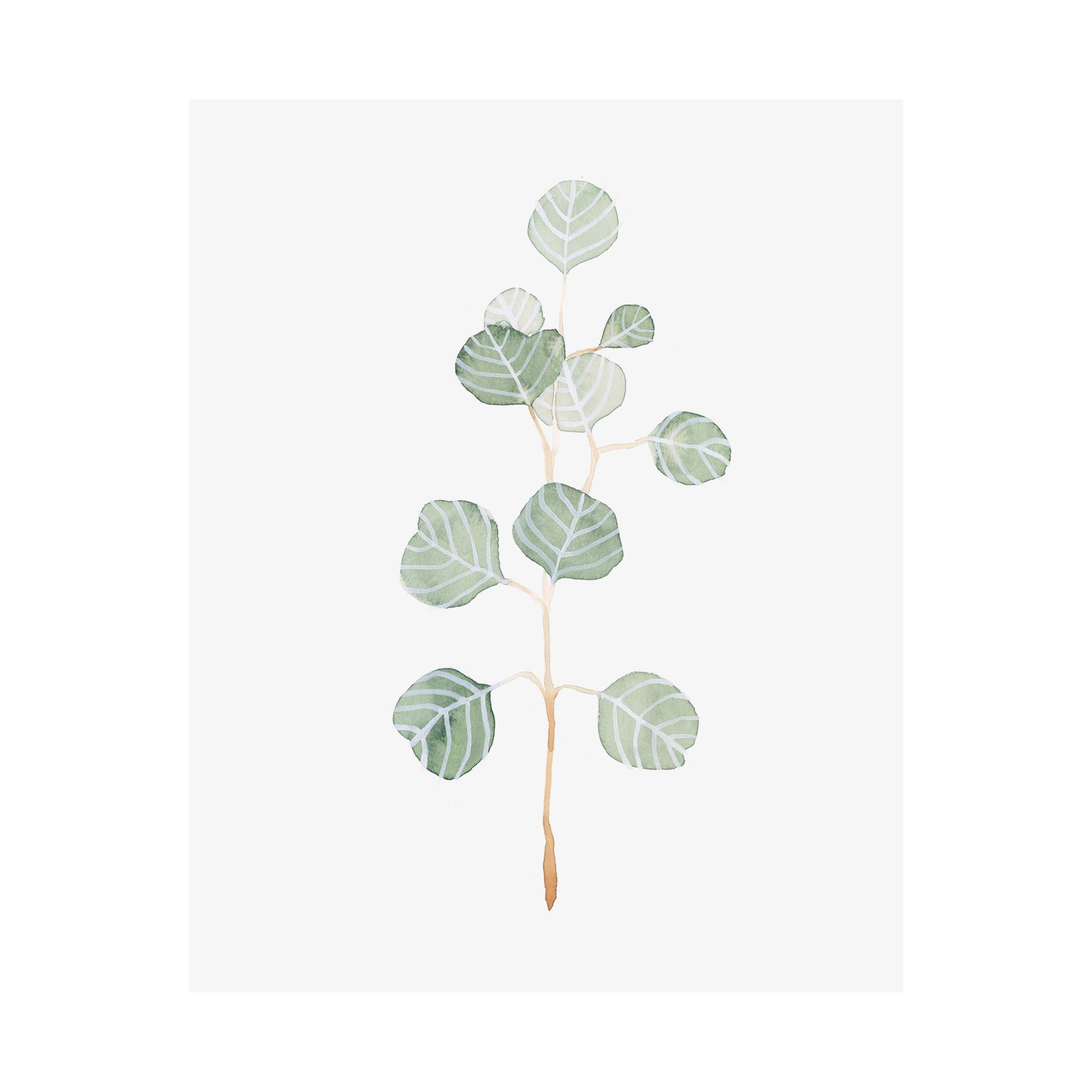 Soft Eucalyptus Branch II (40 x 50)