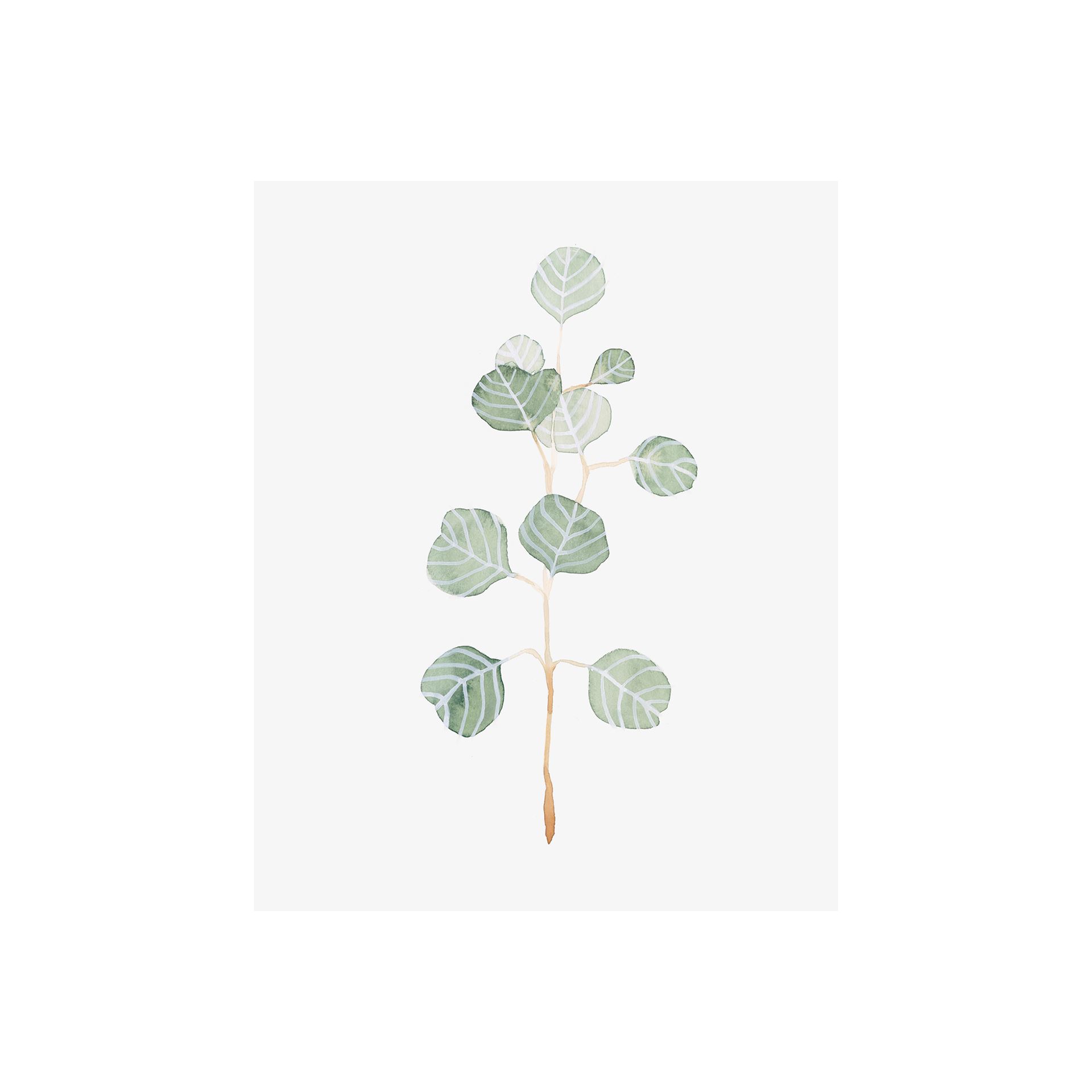 Soft Eucalyptus Branch II (28 x 35)