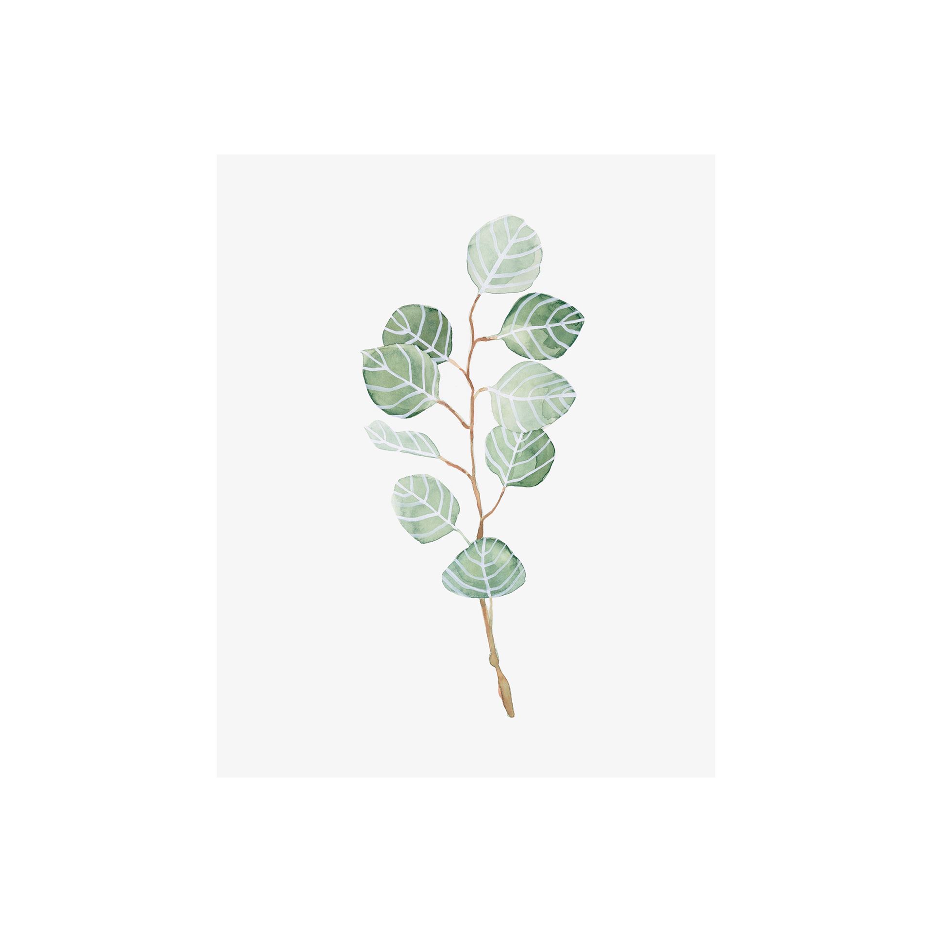 Soft Eucalyptus Branch III (28 x 35)