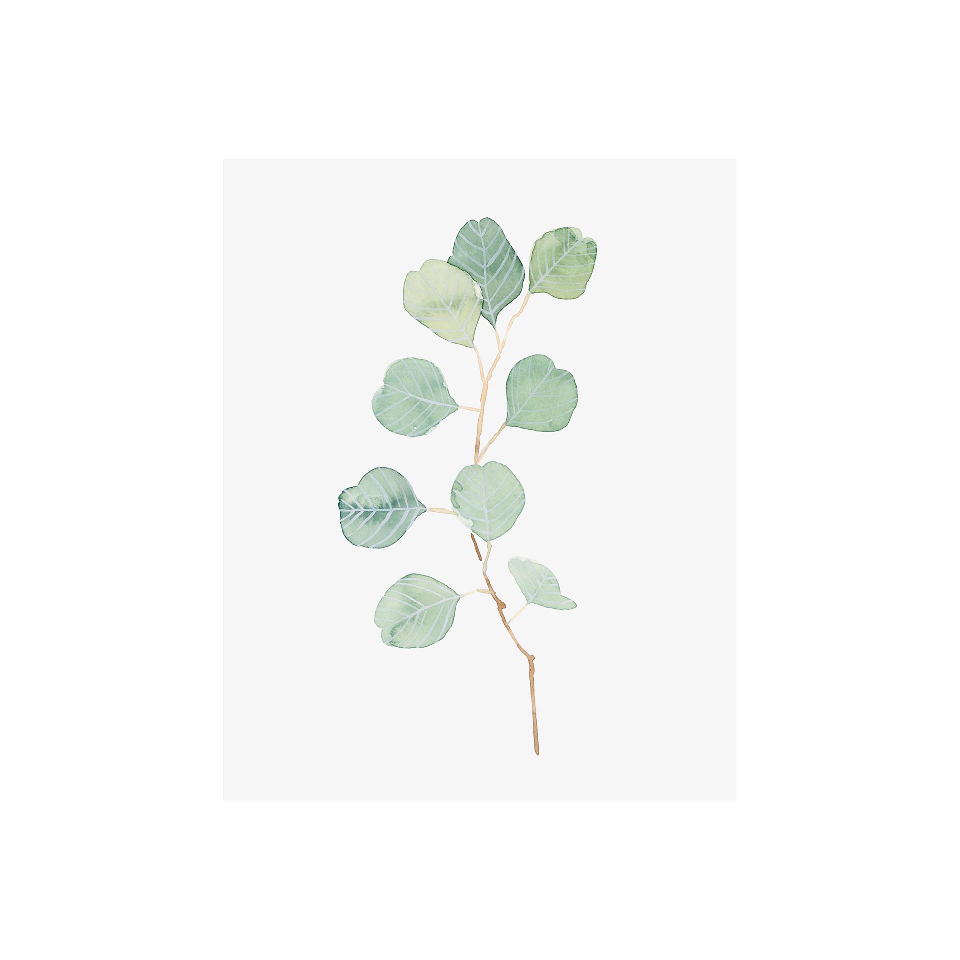 Soft Eucalyptus Branch IV (28 x 35)