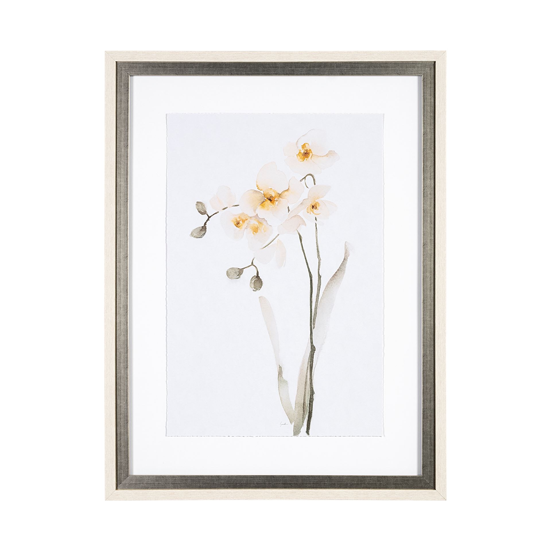 White Orchid (31 x 41)