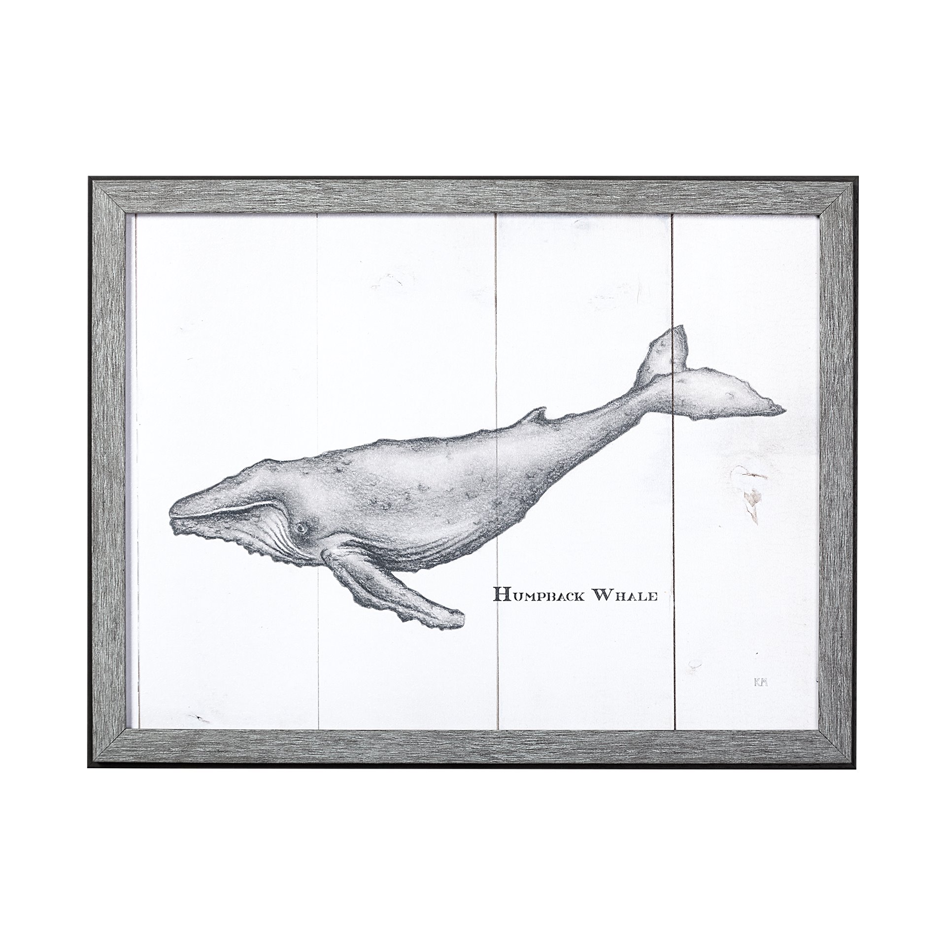 Humpback Whale (17 x 13)