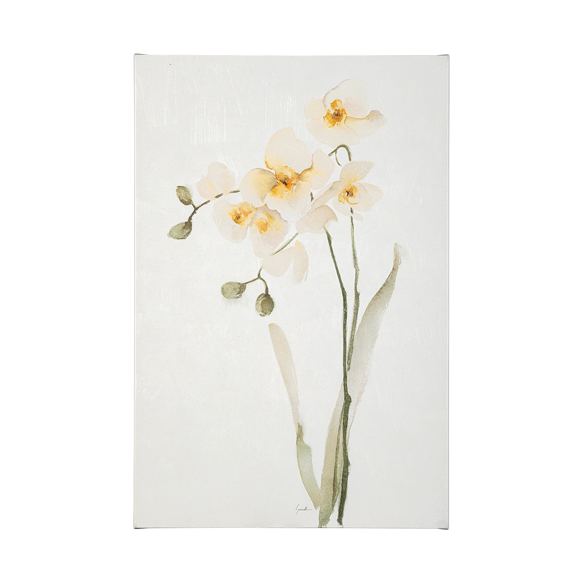 White Orchid (30 x 45)