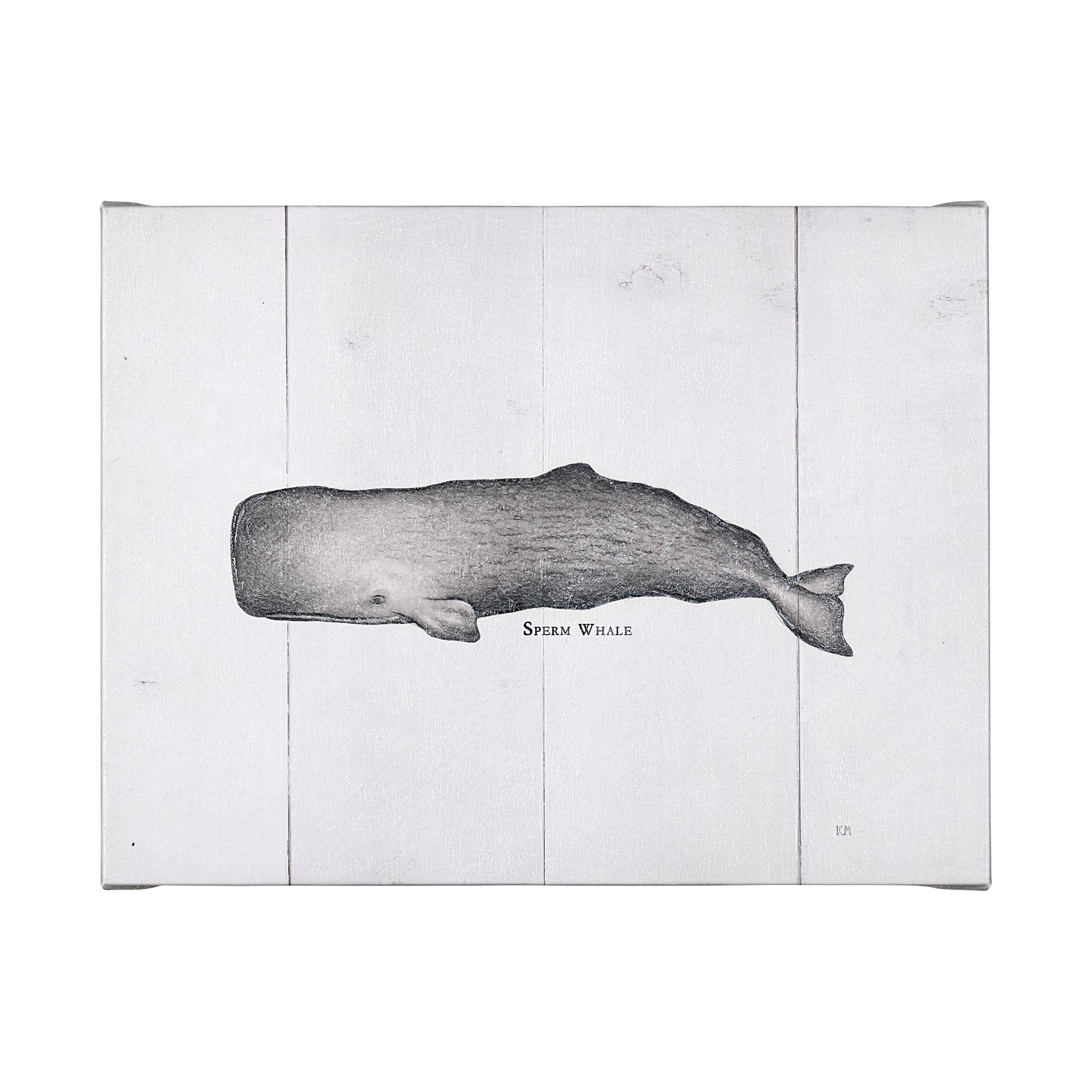 Sperm Whale (40 x 30)