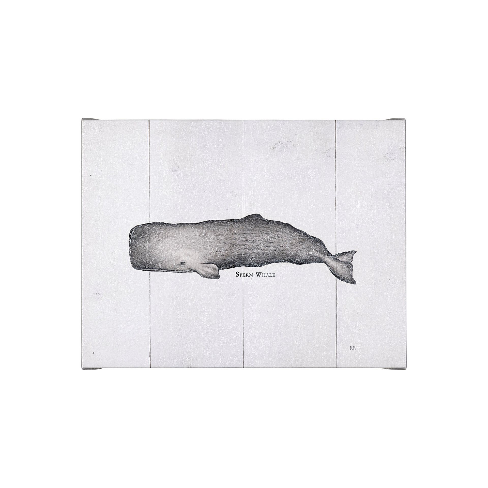 Sperm Whale (26 x 20)