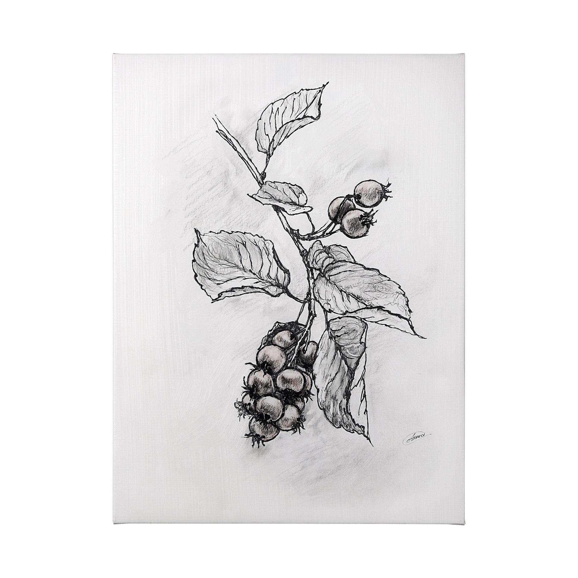 Wildberry Collection Saskatoonberry (36 x 48)