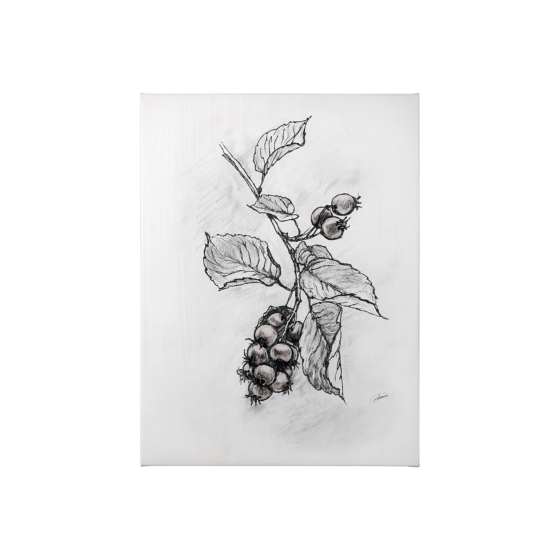 Wildberry Collection Saskatoonberry (27 x 36)
