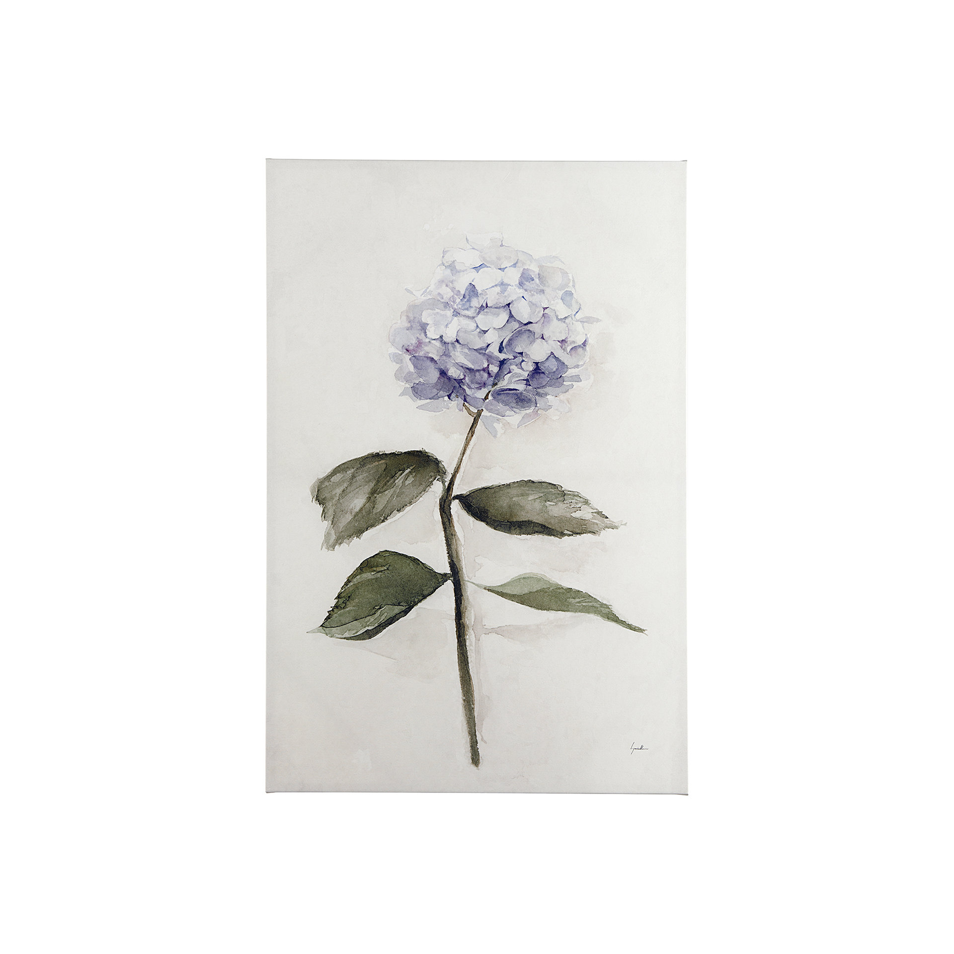 Hydrangea I (30 x 45)