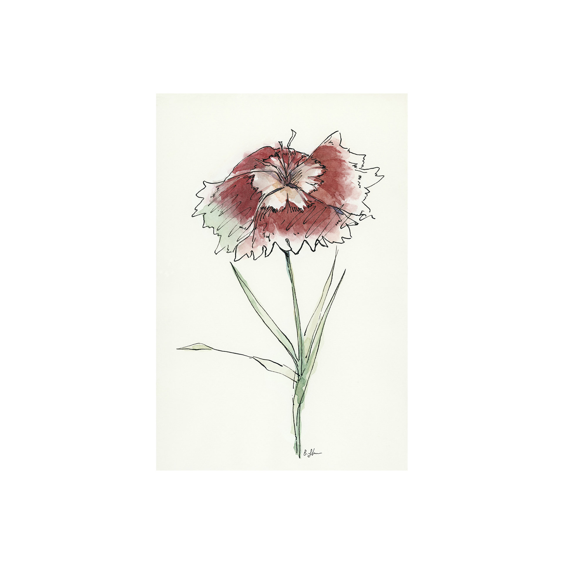 Dianthus I (20 x 30)