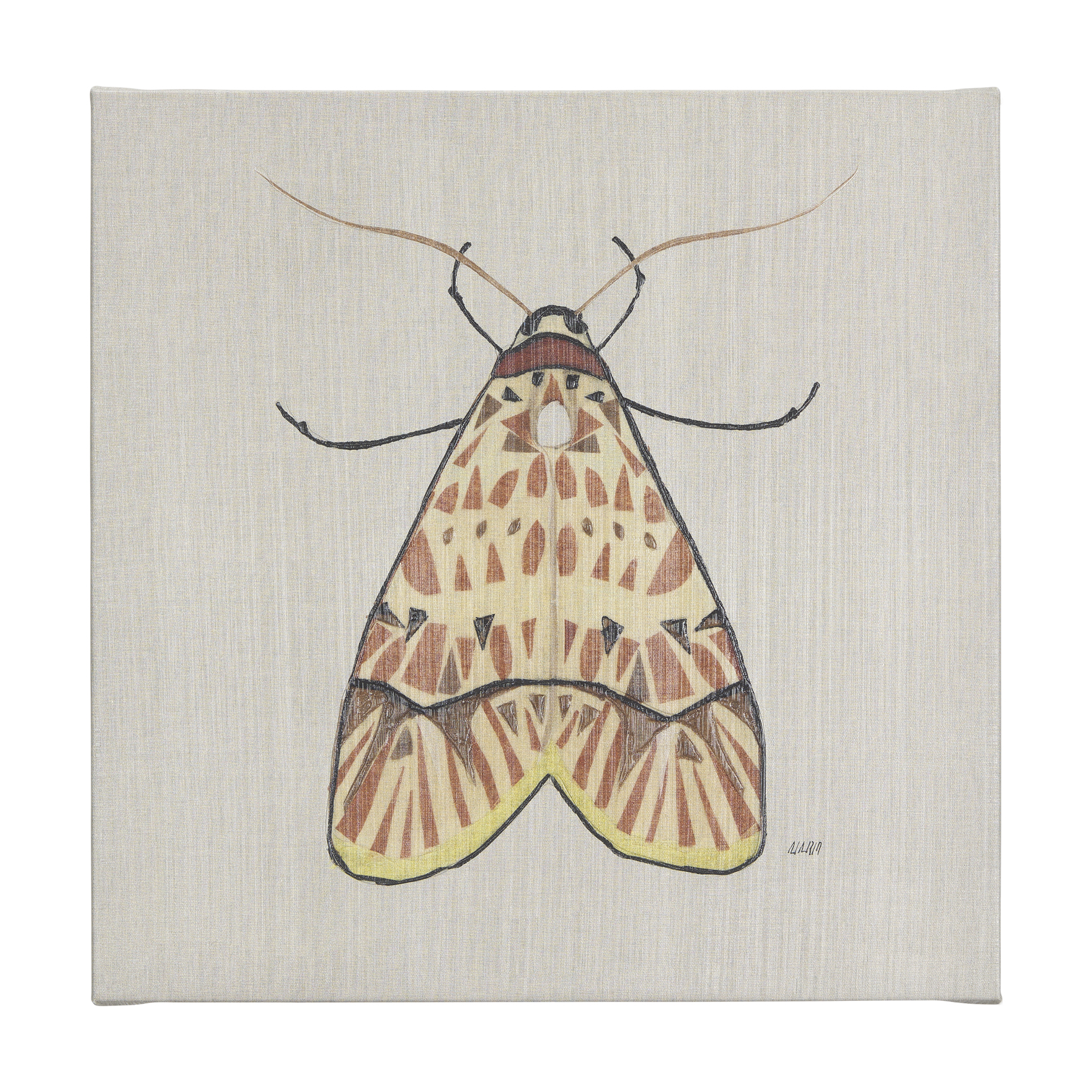 Moth I (30 x 30 )