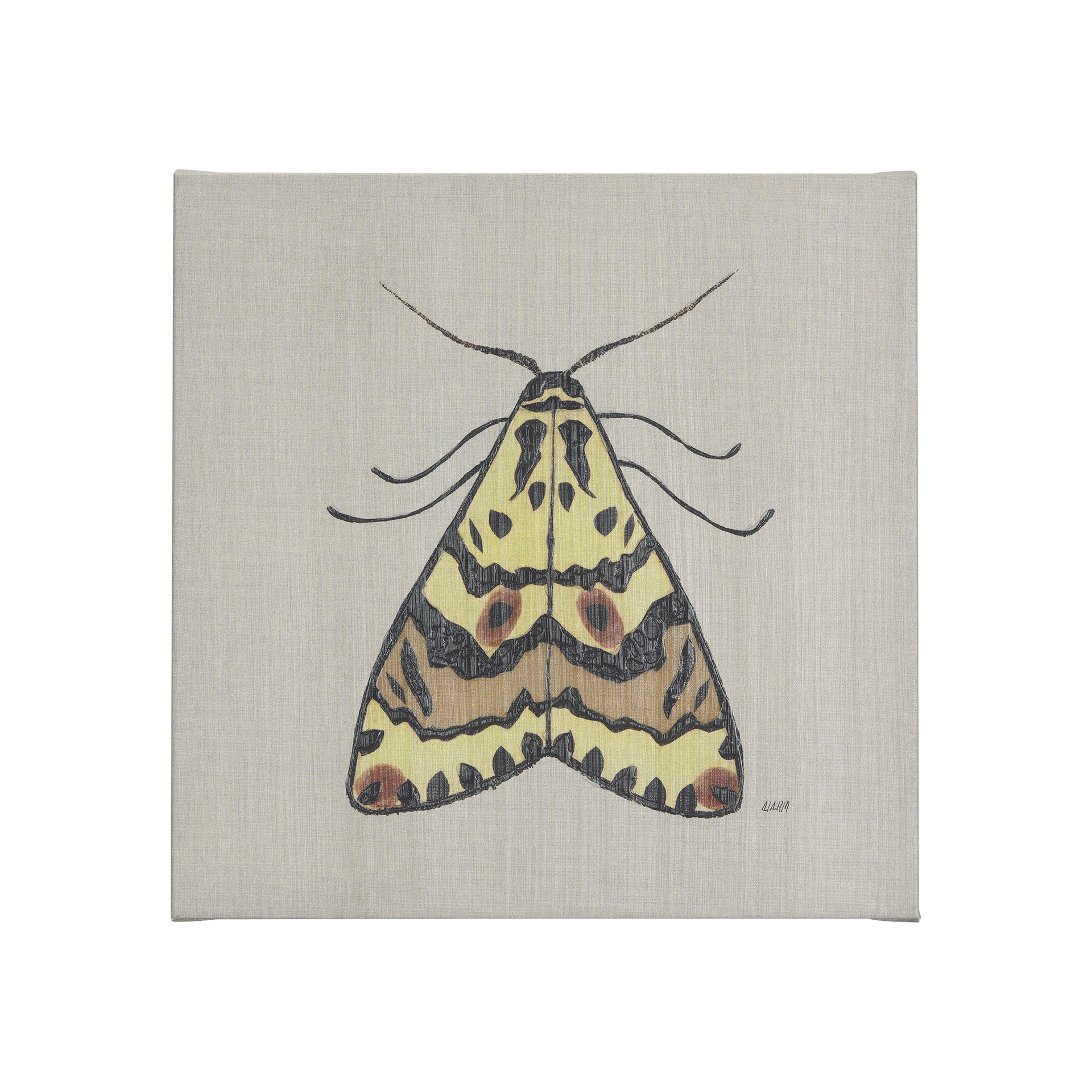 Moth III (20 x 20 )