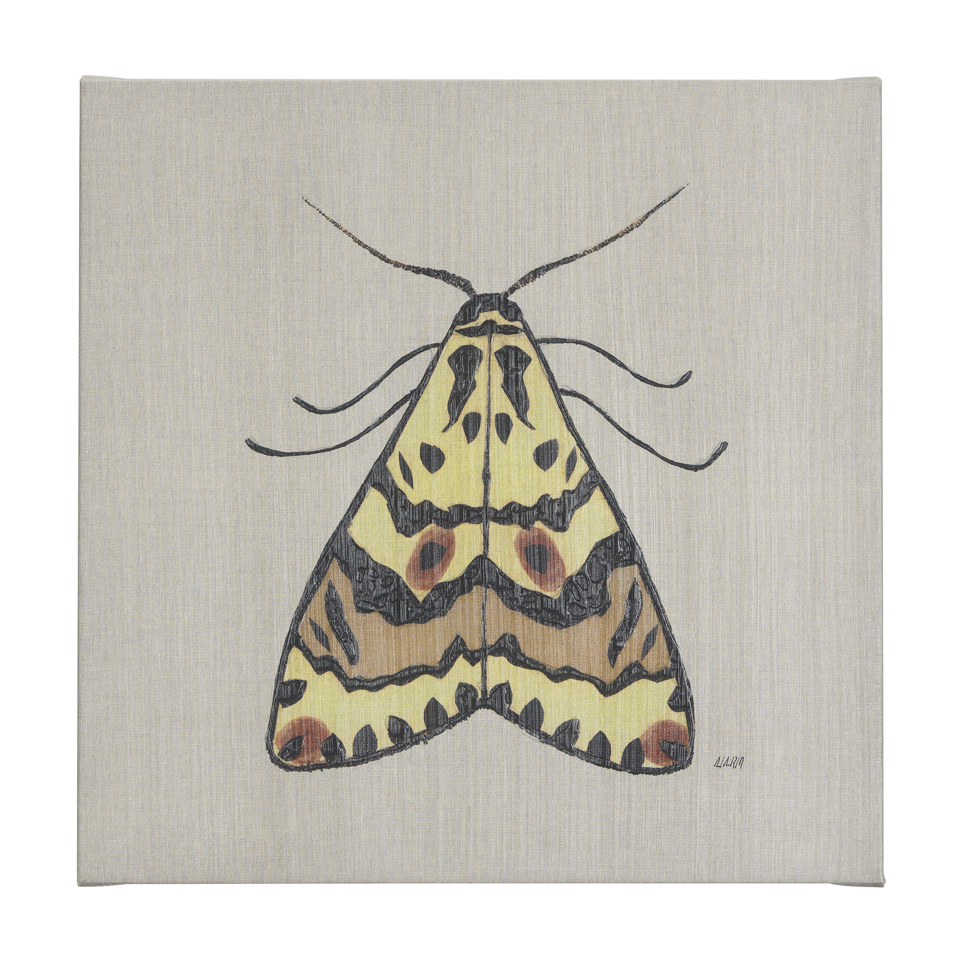 Moth III (30 x 30 )