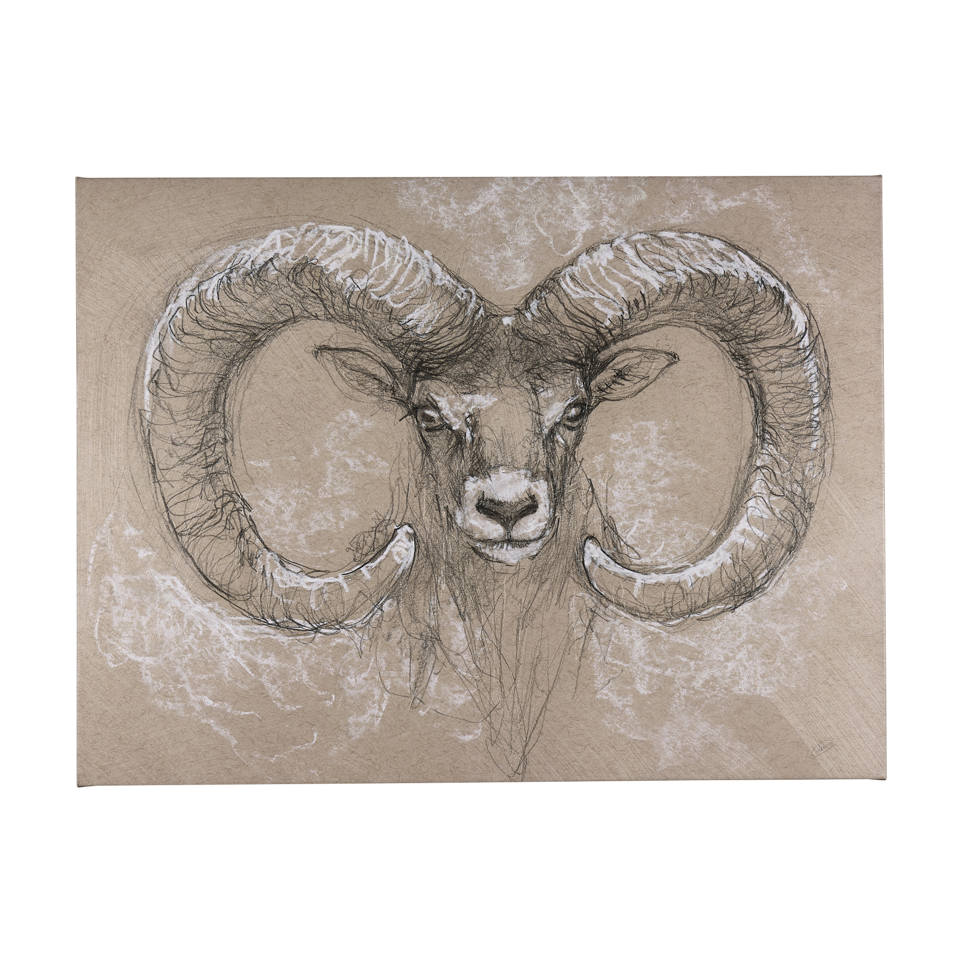 Sketch of Animal I (Wild Sheep) (56 x 42)