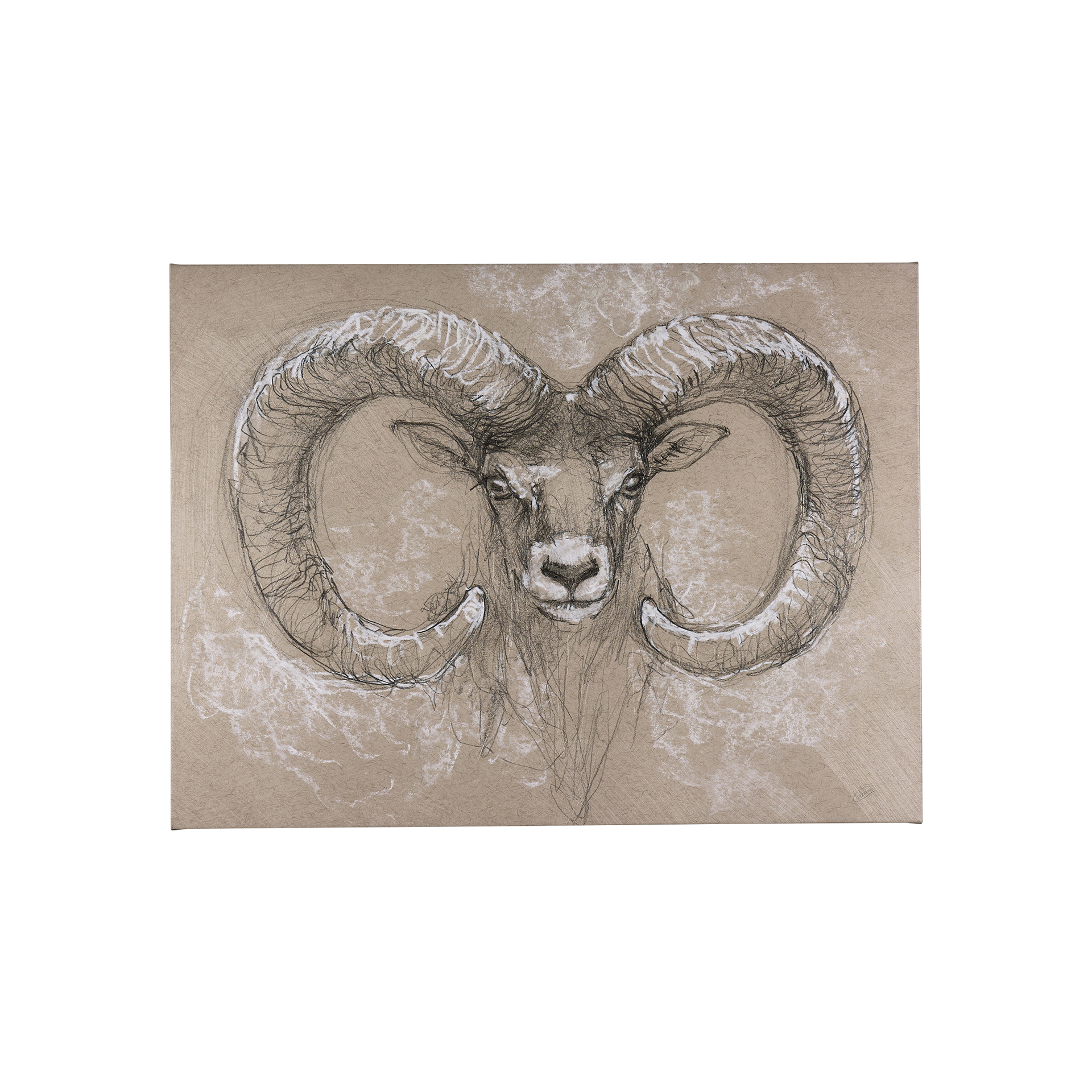 Sketch of Animal I (Wild Sheep) (40 x 30)