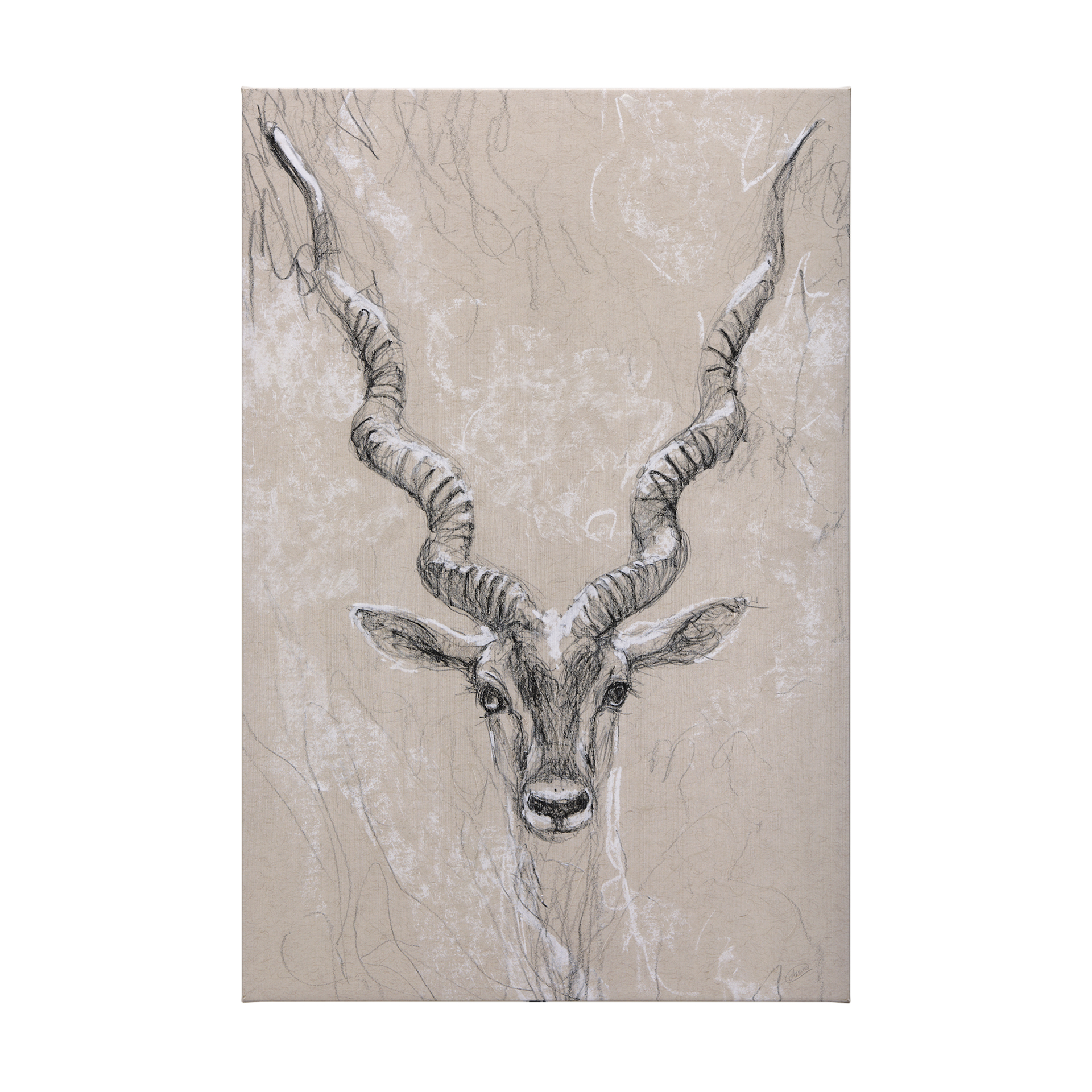 Sketch of Animal III (Antelope) (40 x 60)